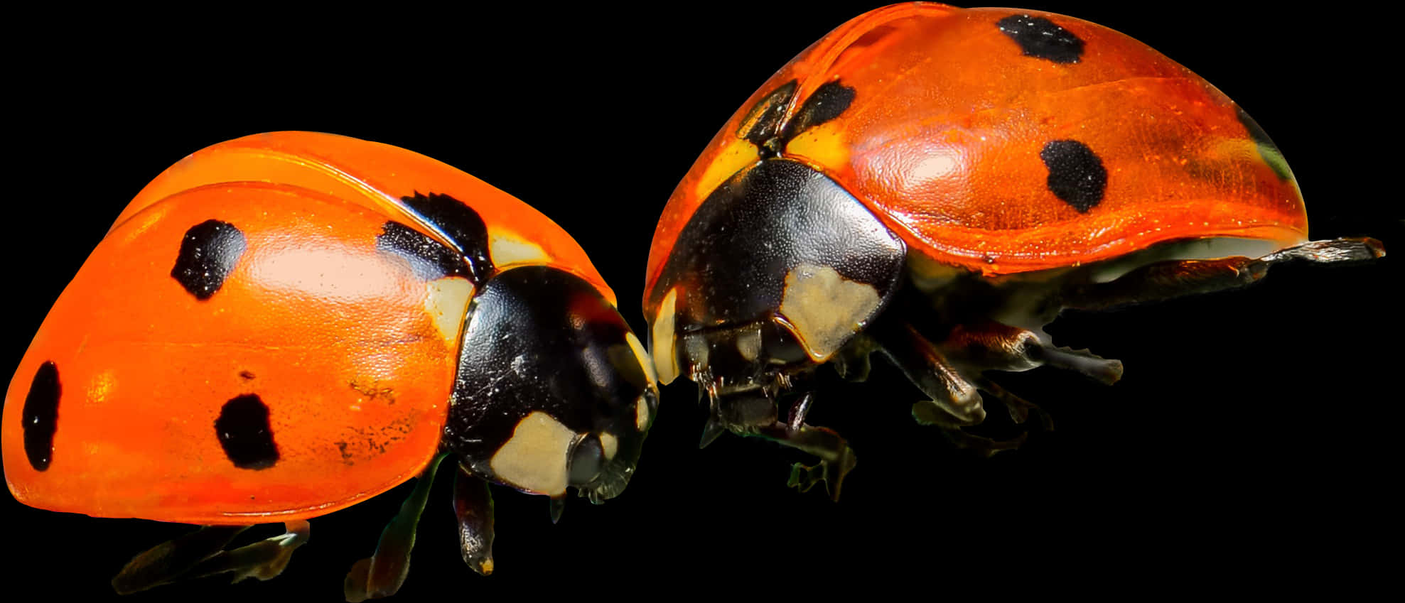 Ladybugson Black Background PNG