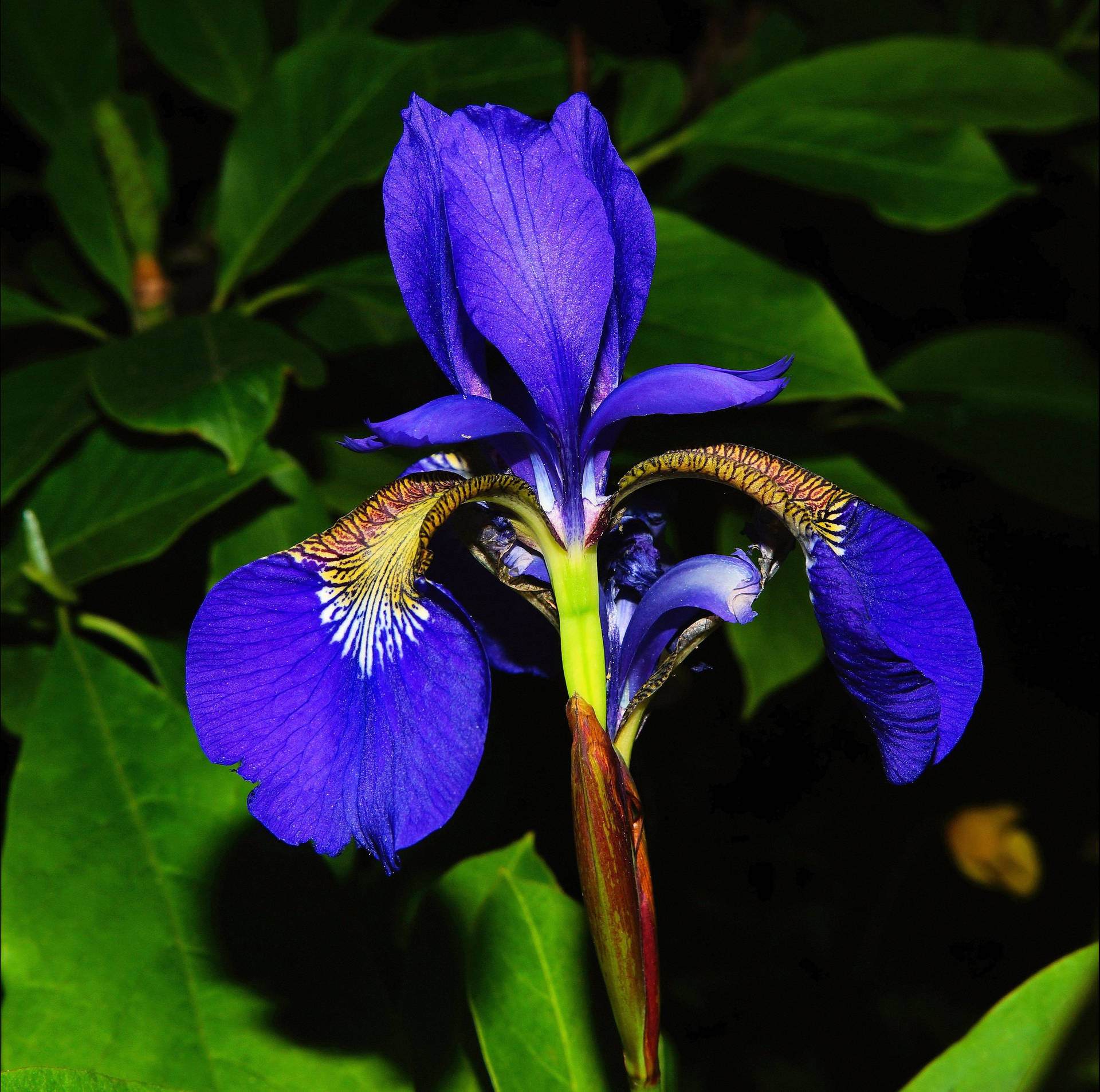 Laevigata Iris Flower