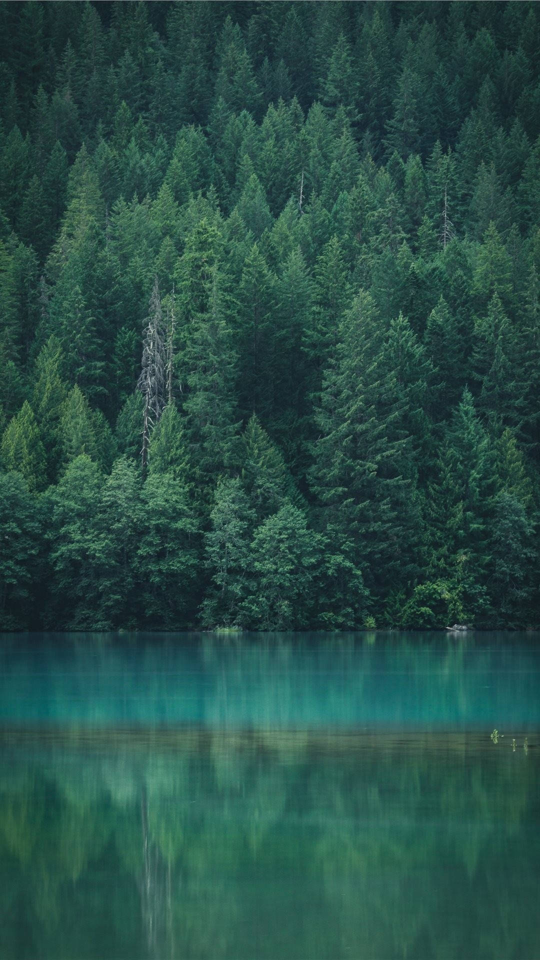 Forest Iphone wallpaper for desktop and mobile phone