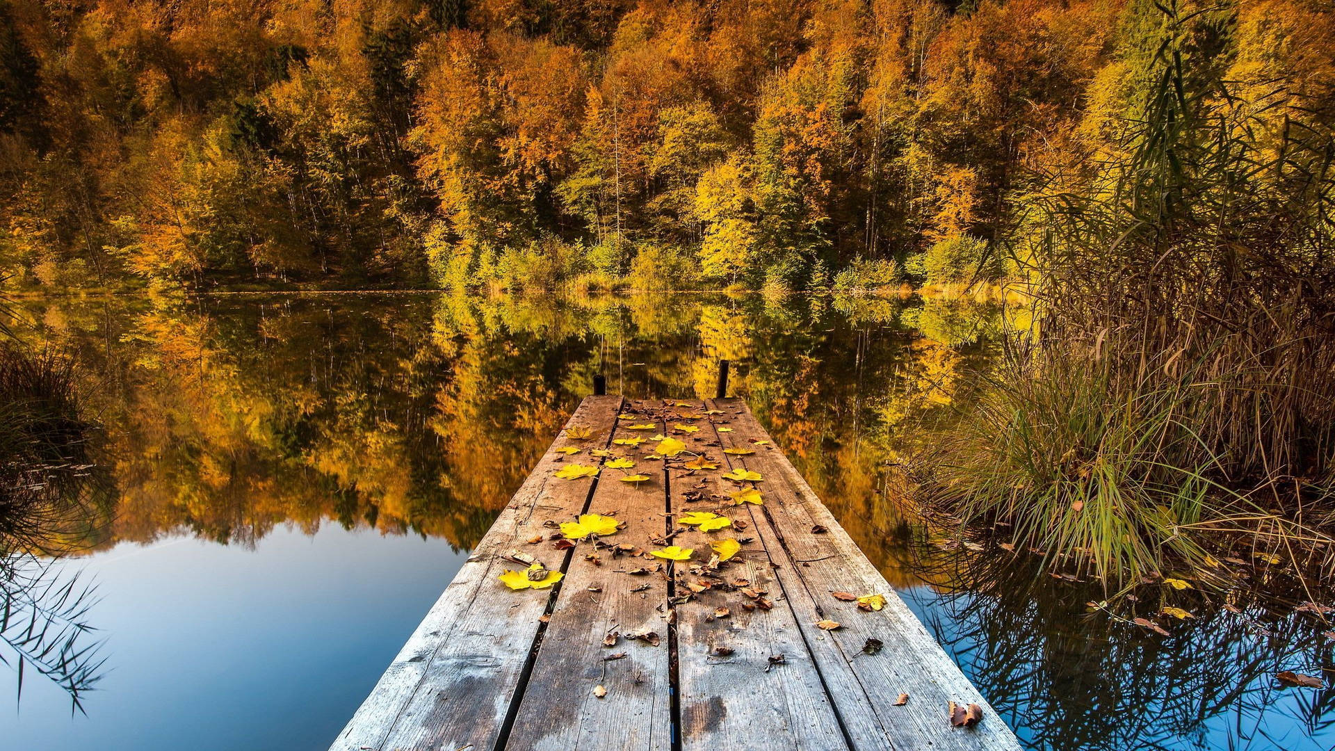 Lake View With Wooden Plank