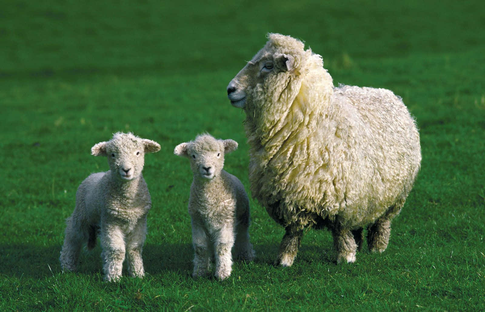 A peaceful young lamb resting in a vibrant green meadow