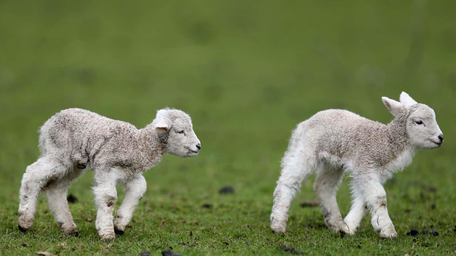 Cute Lamb Grazing in Nature