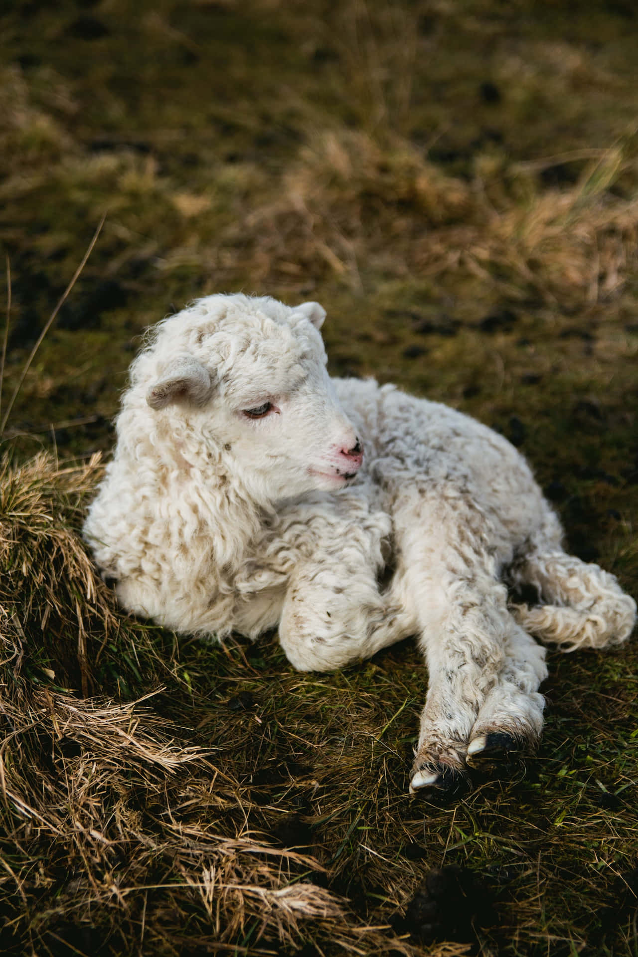 Cute Baby Lamb in the Meadow