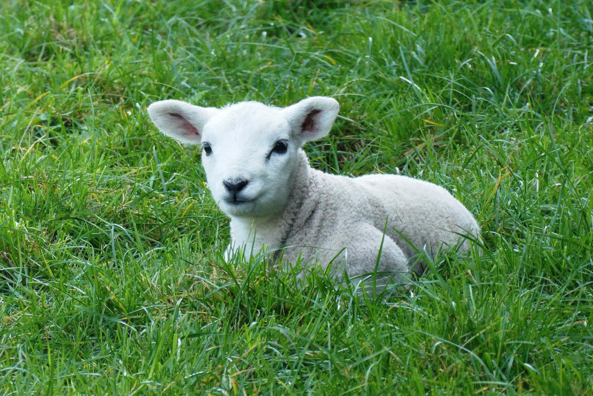 Adorable Lamb Grazing in the Meadow