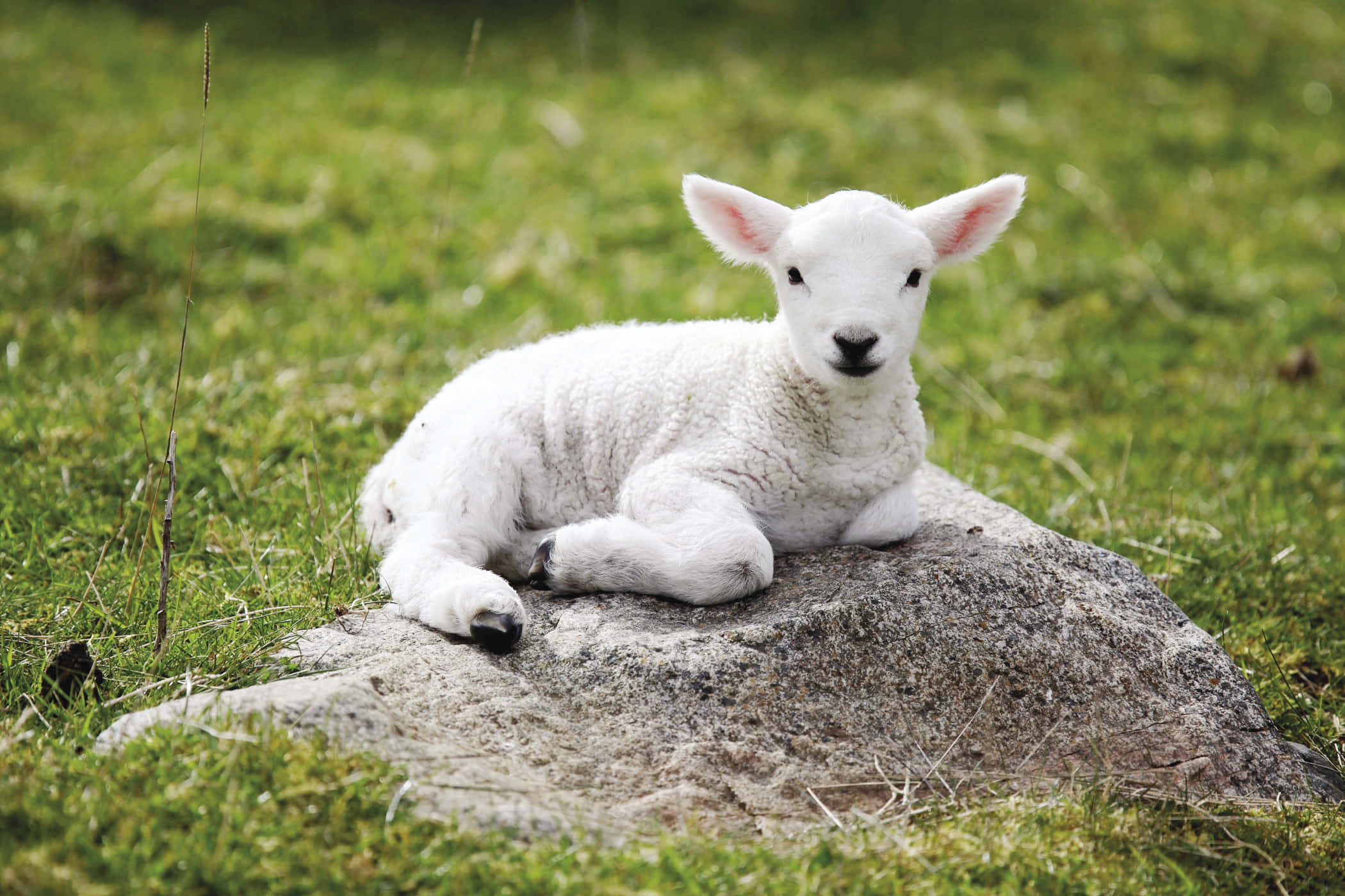 Adorable Little Lamb in the Grasslands
