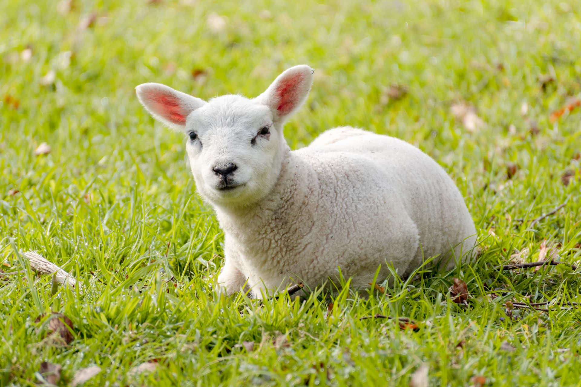 Adorable Little Lamb in a Field