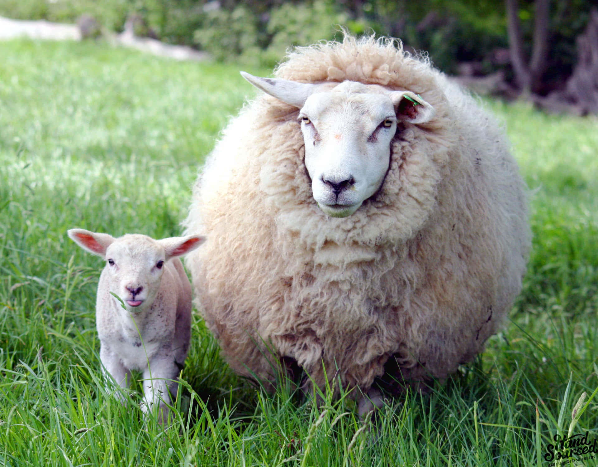 Adorable Lamb Grazing in Green Pasture