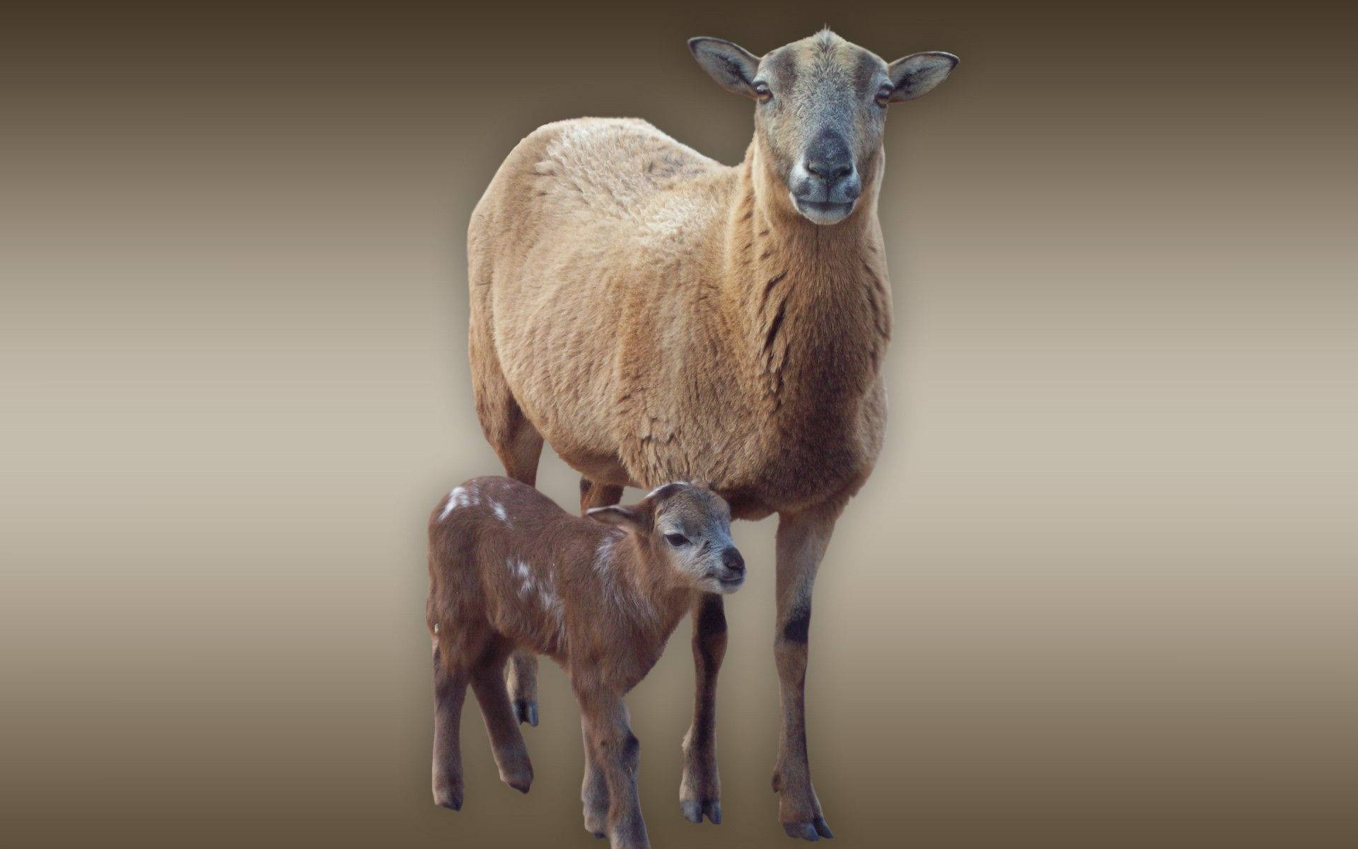 Lammund Erwachsenes Braunes Schaf In Ästhetischer Farbverlauf Wallpaper