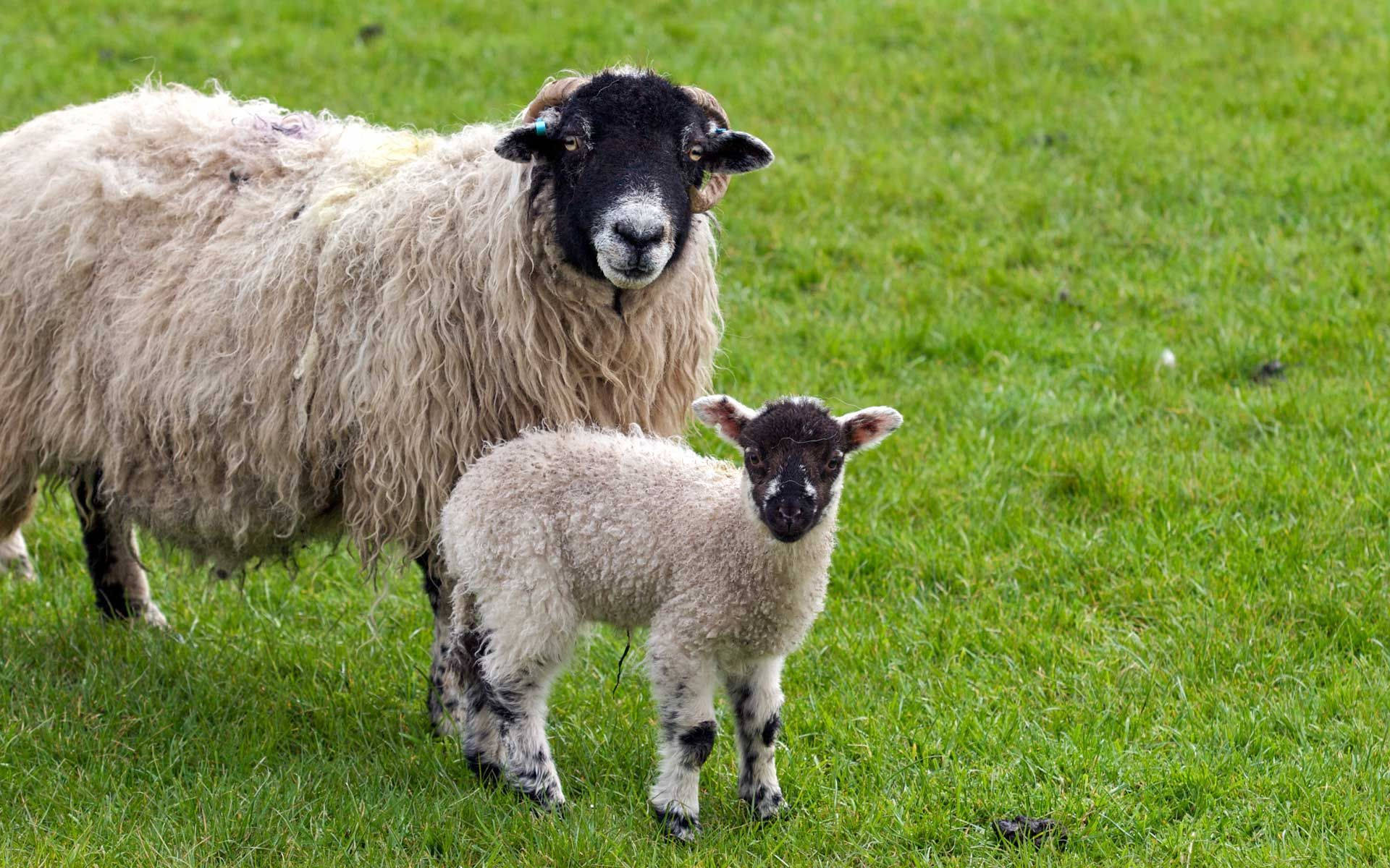 Lamb Black And White With Mother On Grass Wallpaper