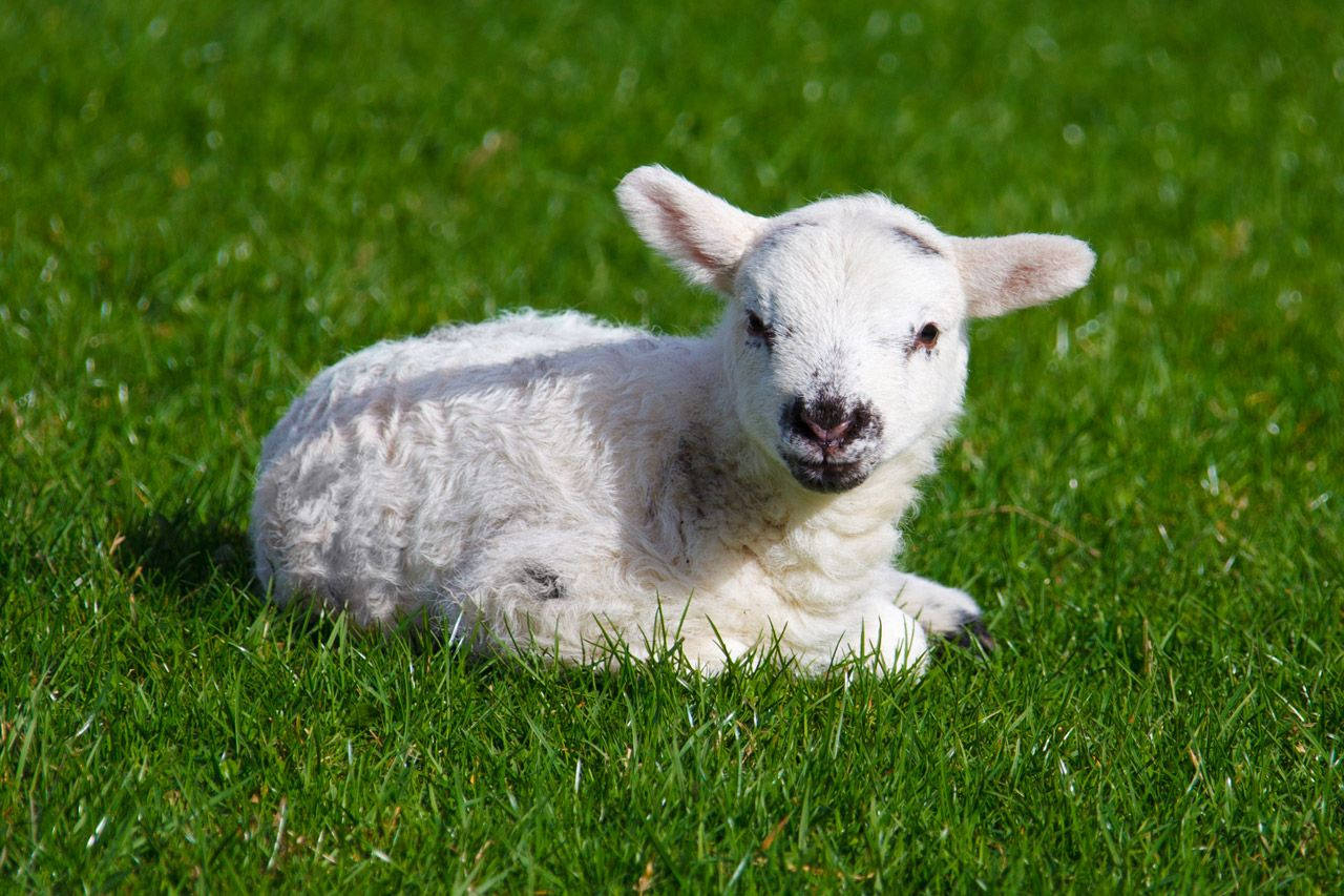 Süßesästhetisches Lamm Auf Dem Gras Wallpaper