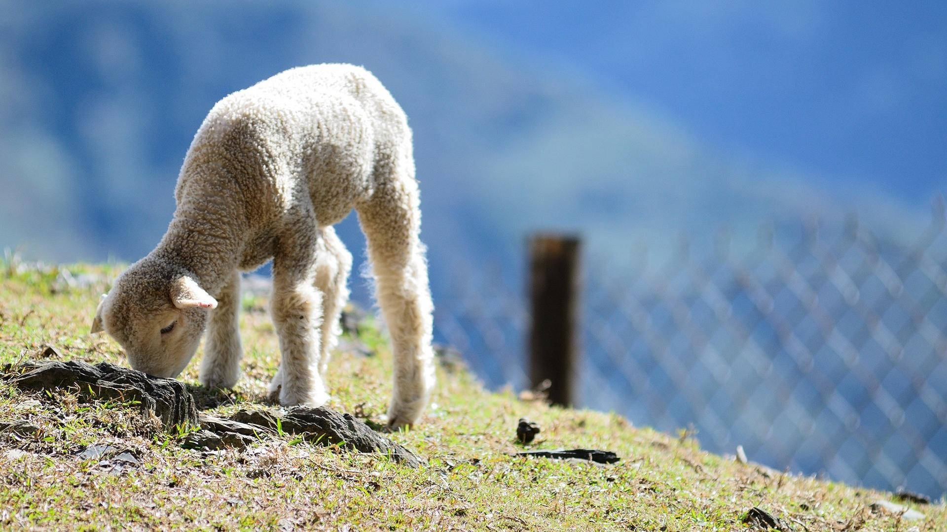 Lamb Eating Grass On Hill Wallpaper