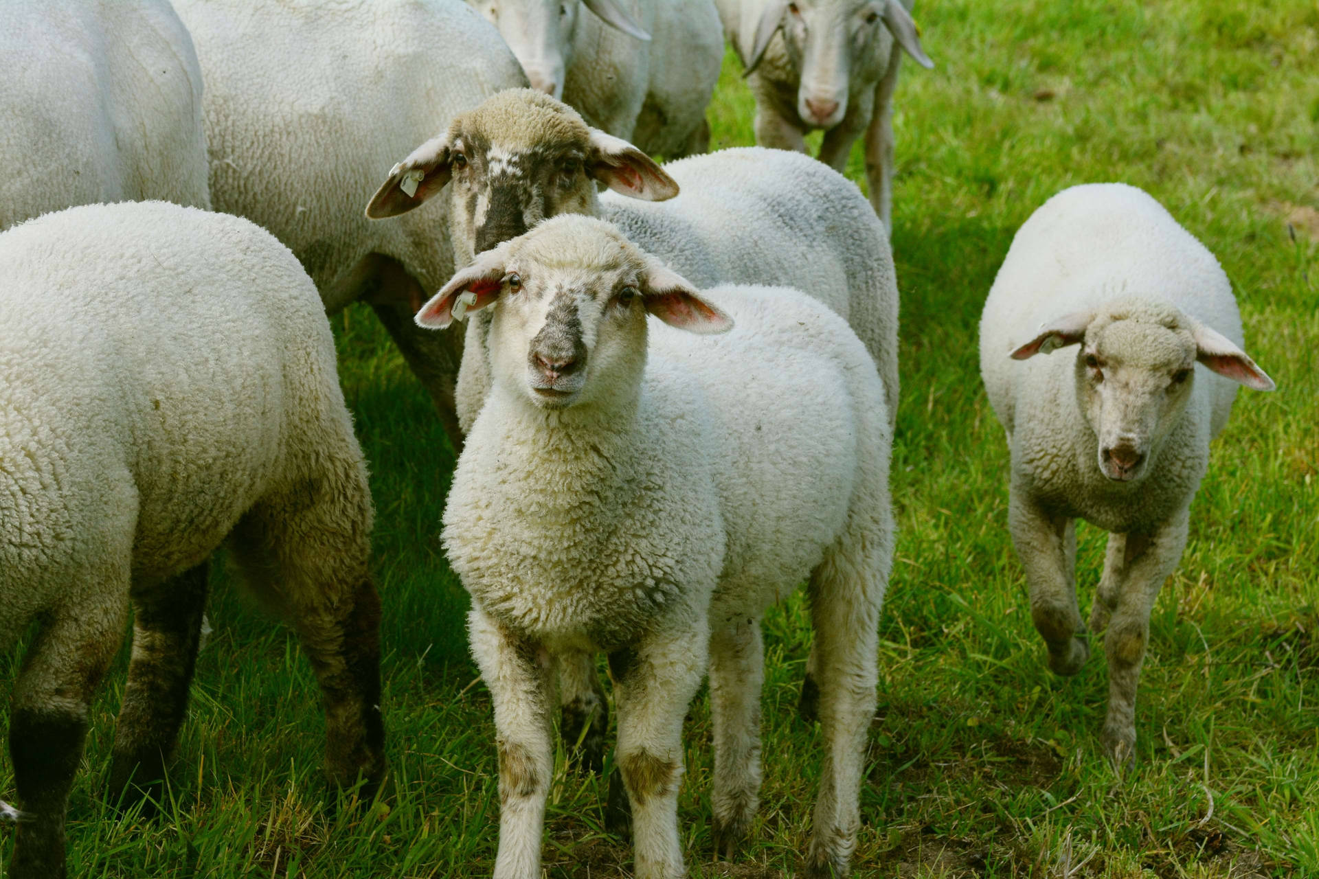 Lamb Flock Lazing On Grass Wallpaper