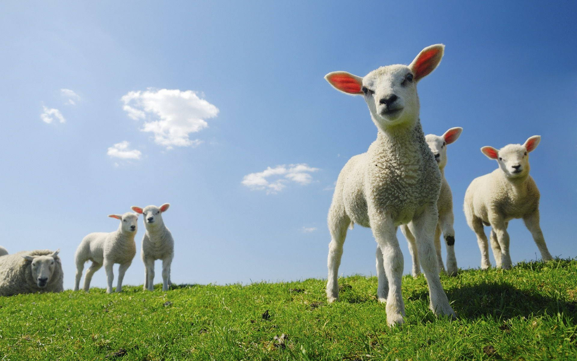 Lamb Flock On Grass Field With Blue Sky Wallpaper