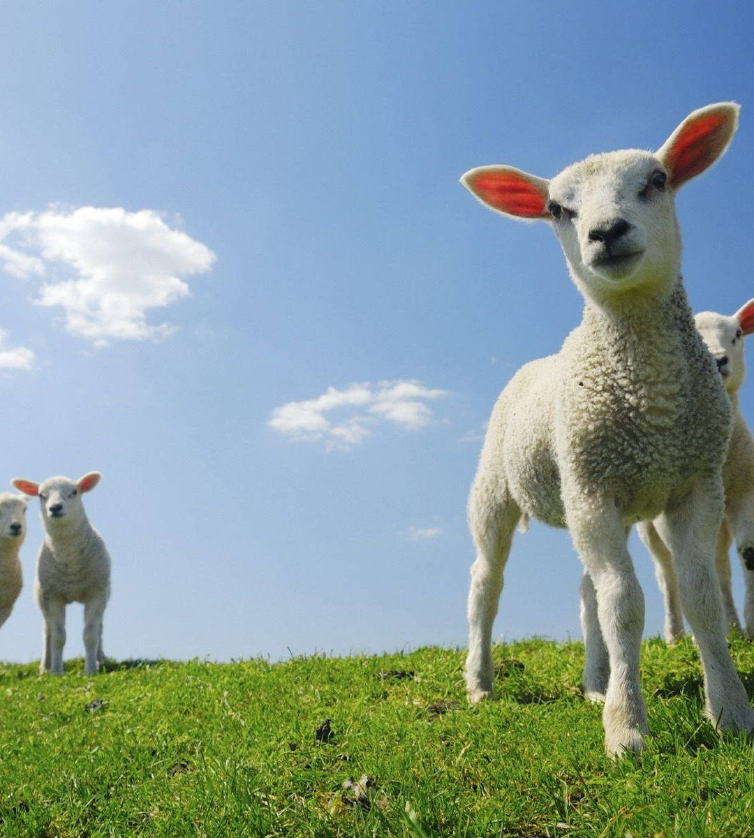 Lamb Flock On Grass Square Wallpaper