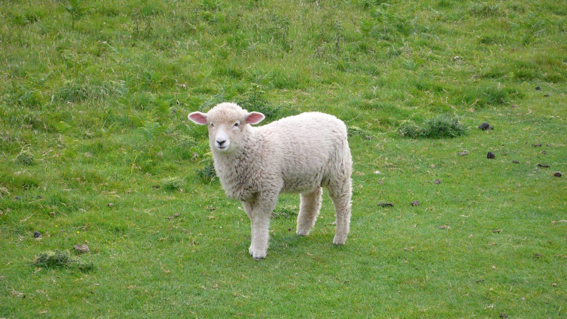Lamb Fluffy Aestetik på Græs Wallpaper