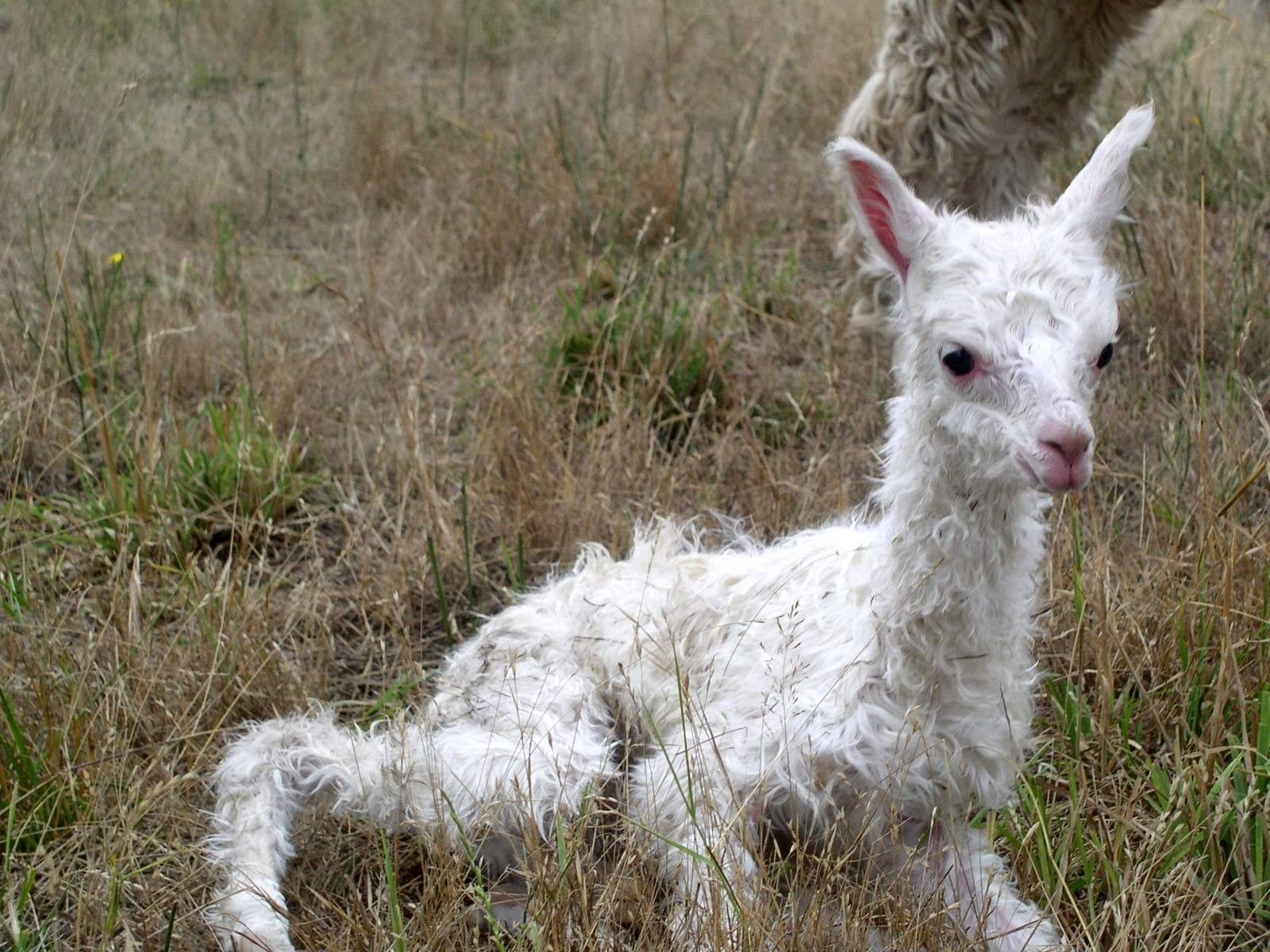 Lamb Fluffy Wool On Grass Wallpaper