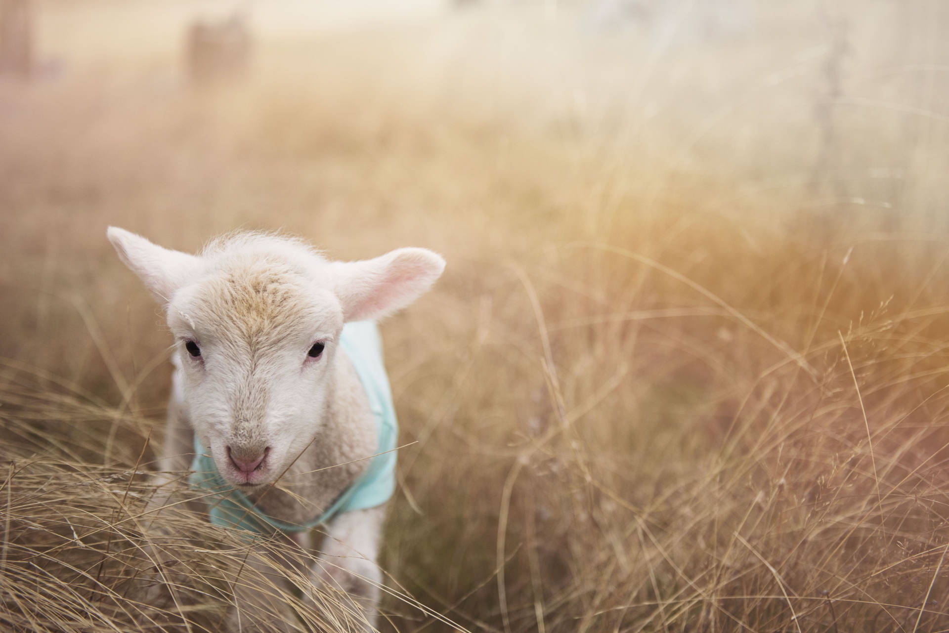 Lamb Hiding In Hay Wallpaper