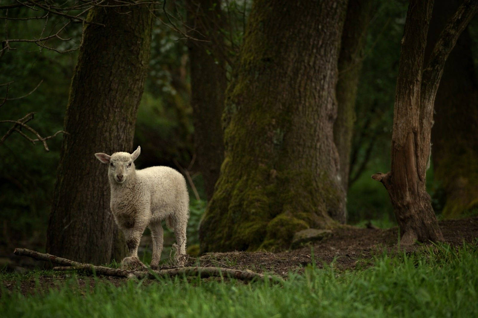 Lamb In Forest With Trees Wallpaper