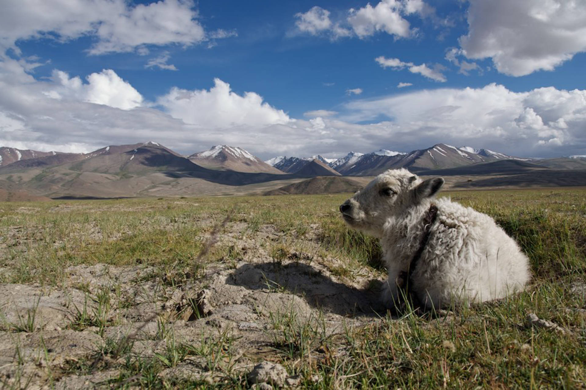 Lamb In Tajikistan Greenfield Wallpaper