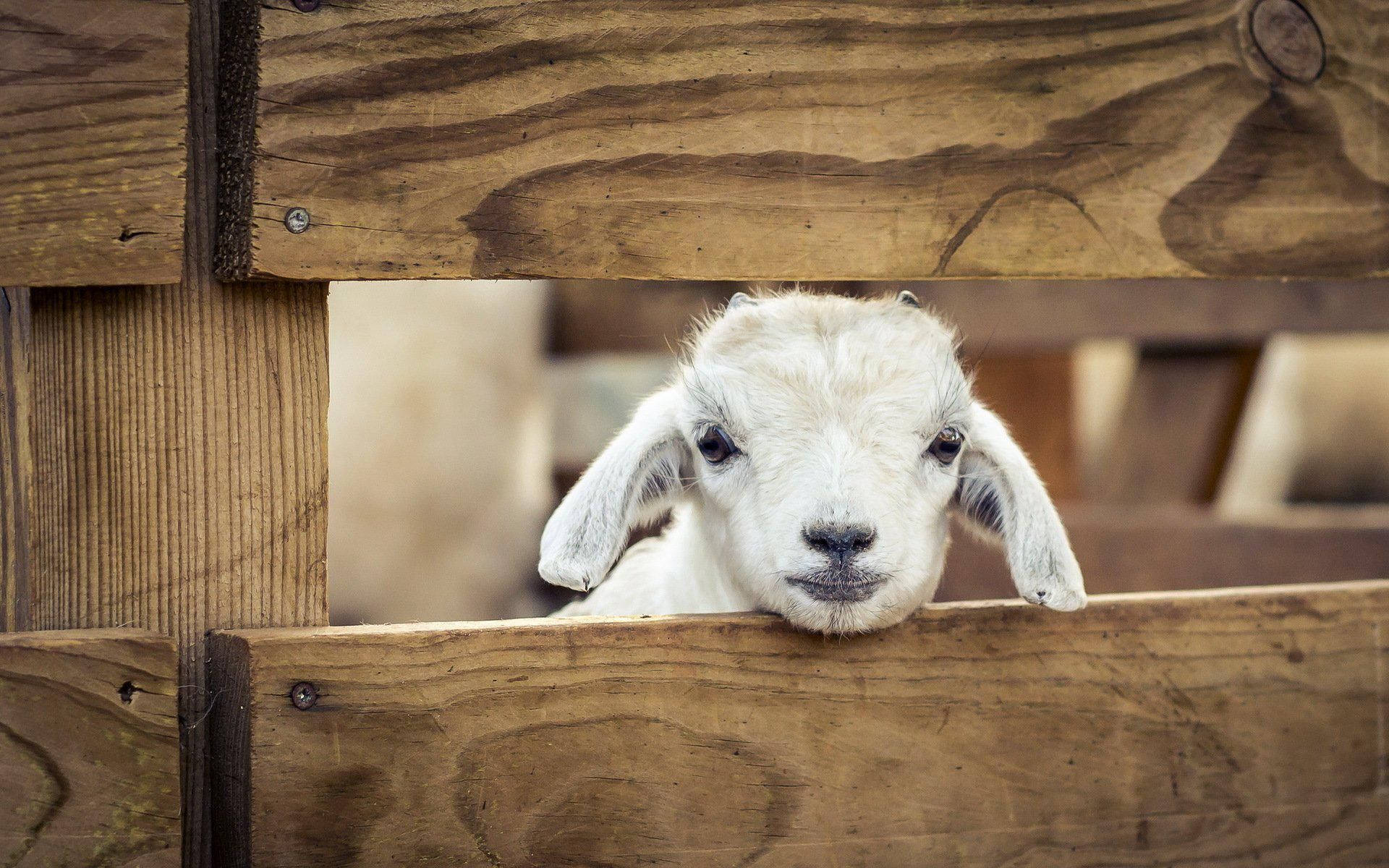 Lamb Inside Wooden Fence Wallpaper
