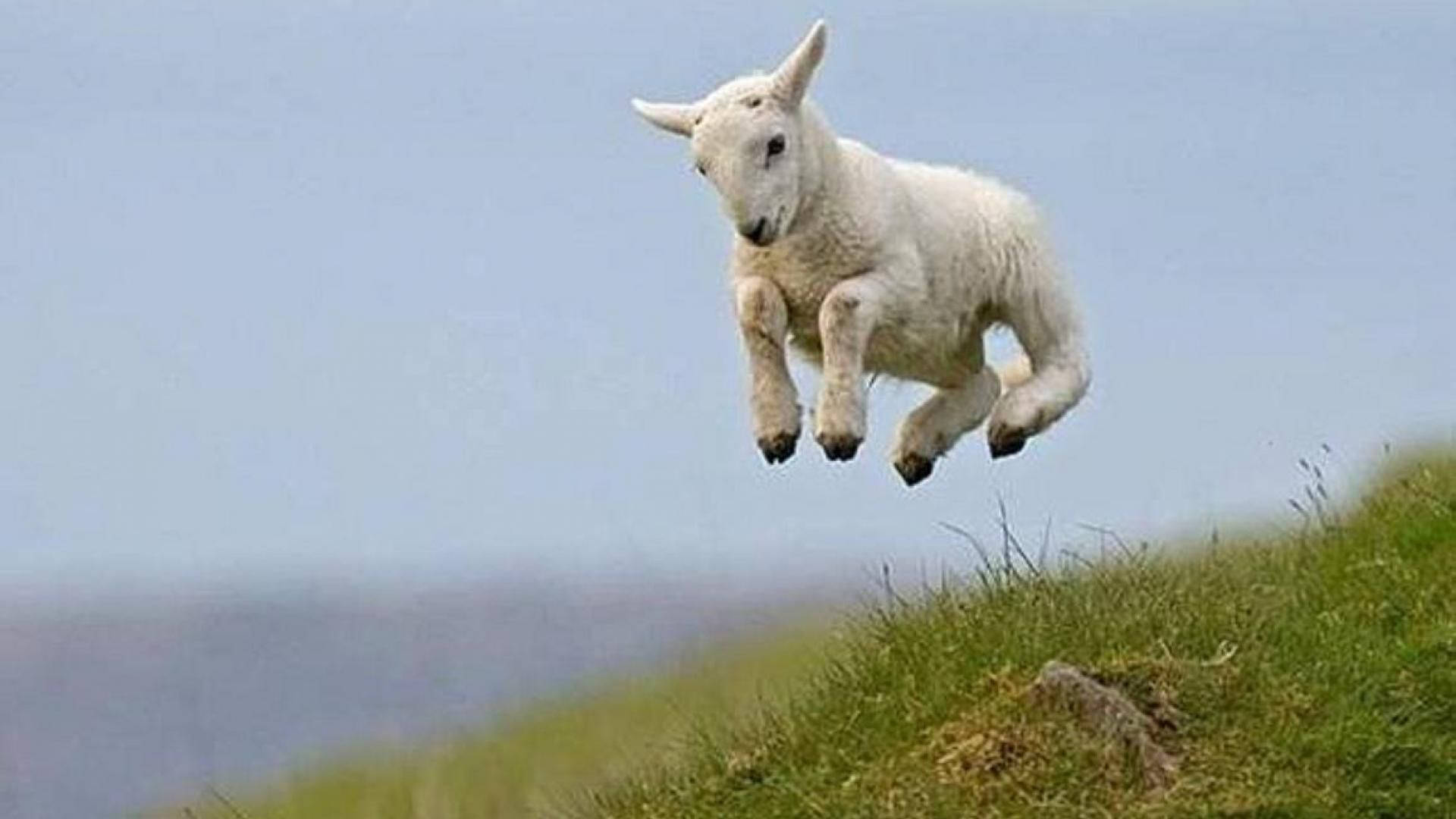 Lamb Jumping Mid-Air On Grass Field Wallpaper