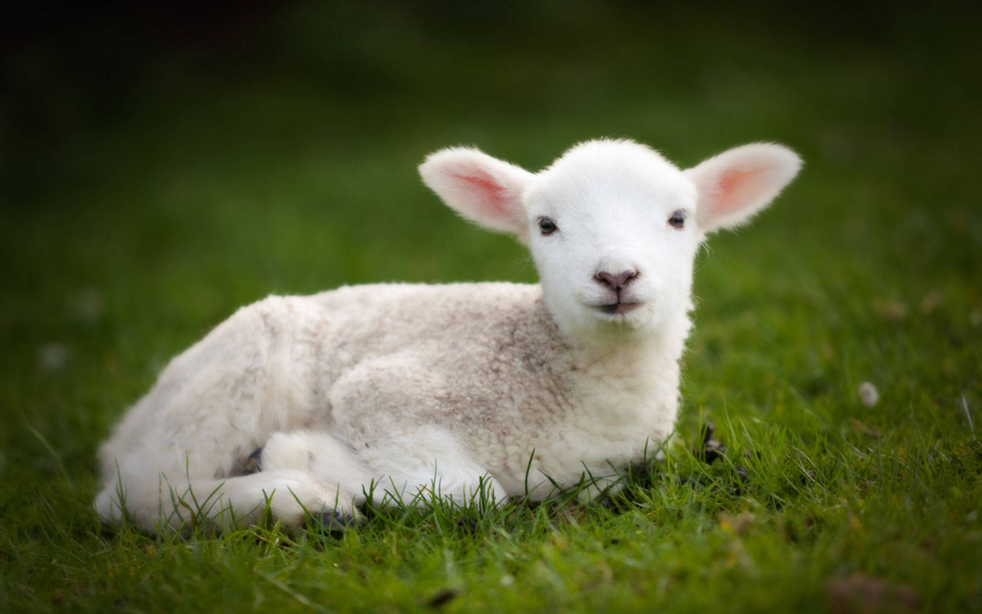 Lamb Laying On Grass Field Wallpaper