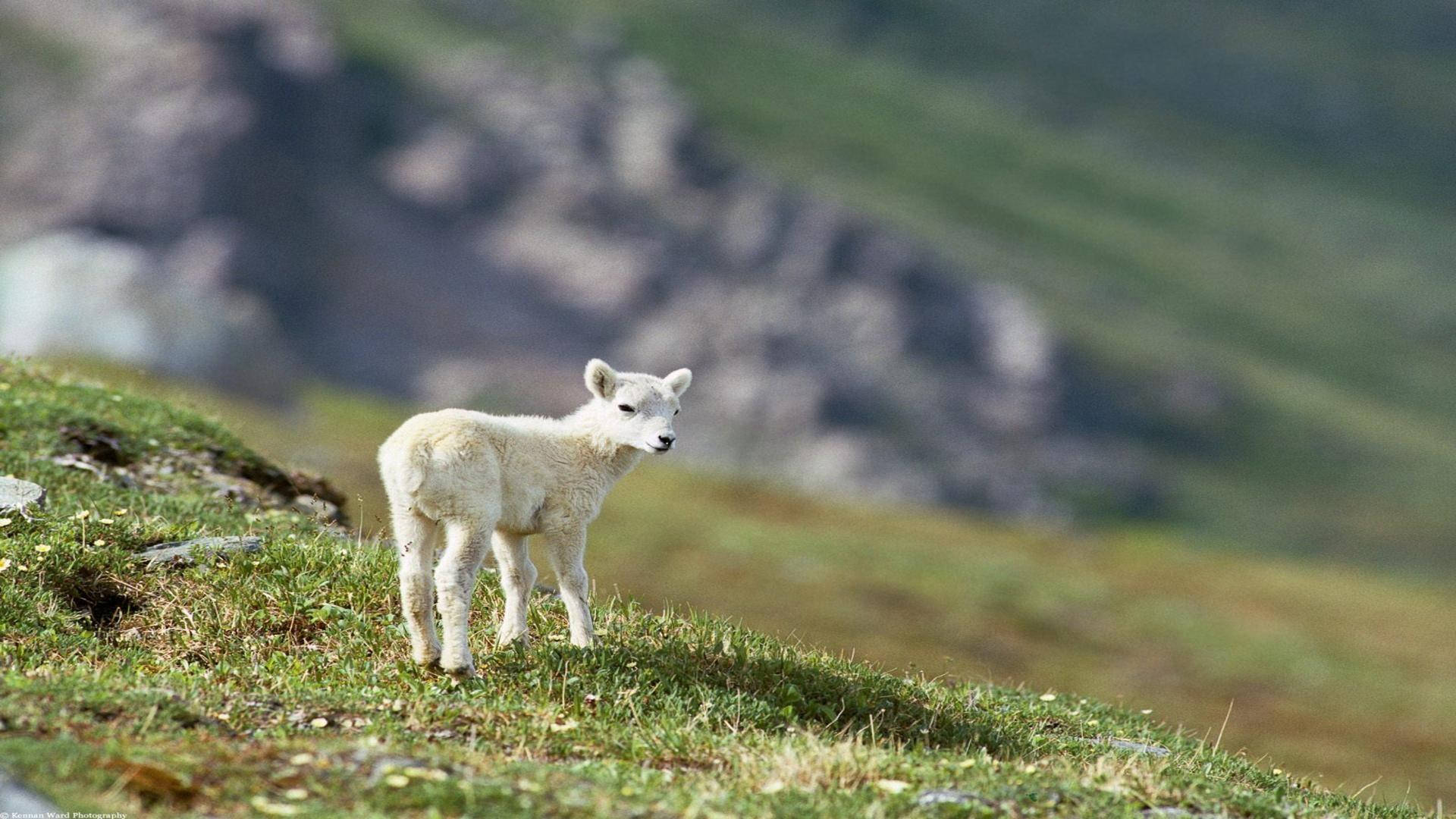 Lamb On Grass Field Mountain View Wallpaper