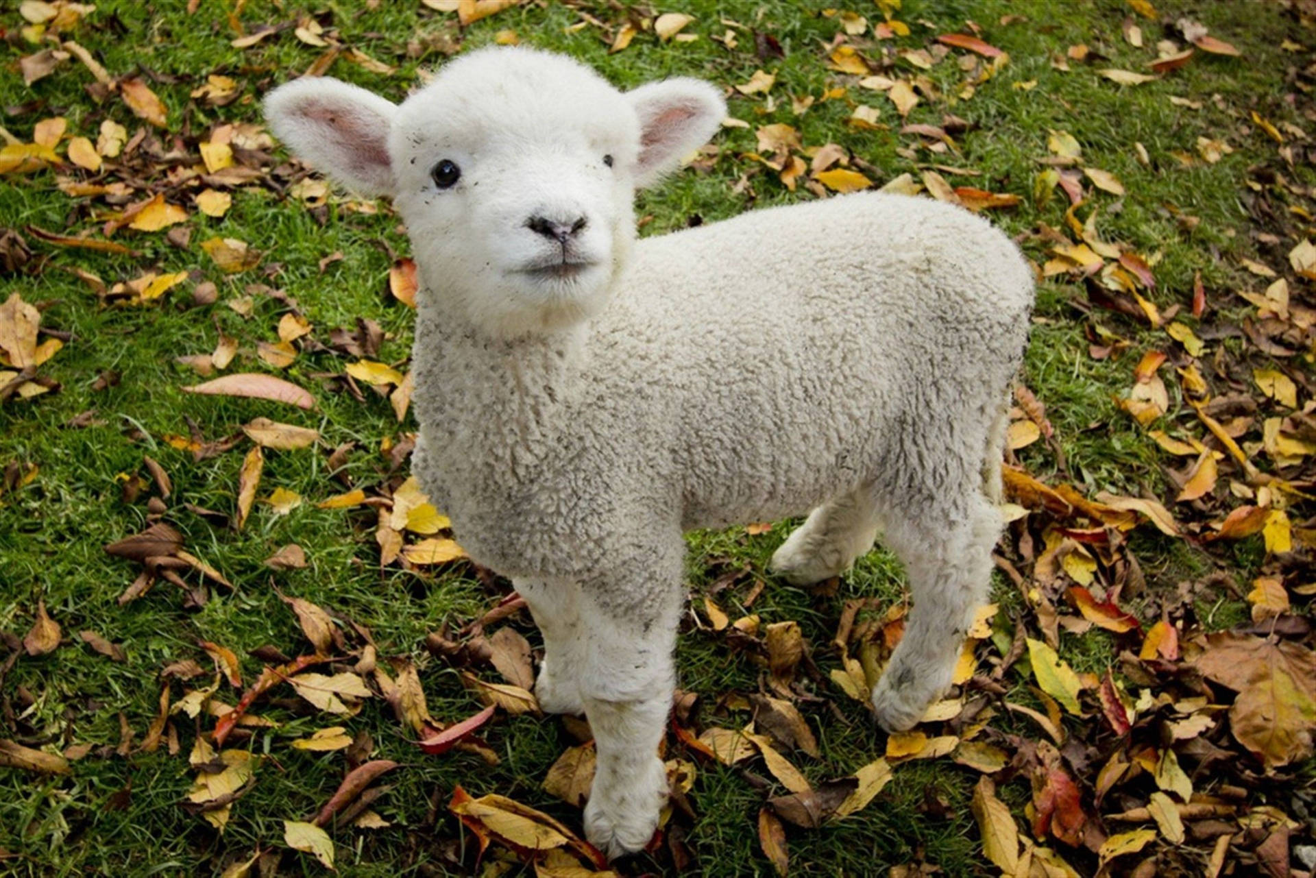 Lamb On Grass Field With Dry Leaves Wallpaper