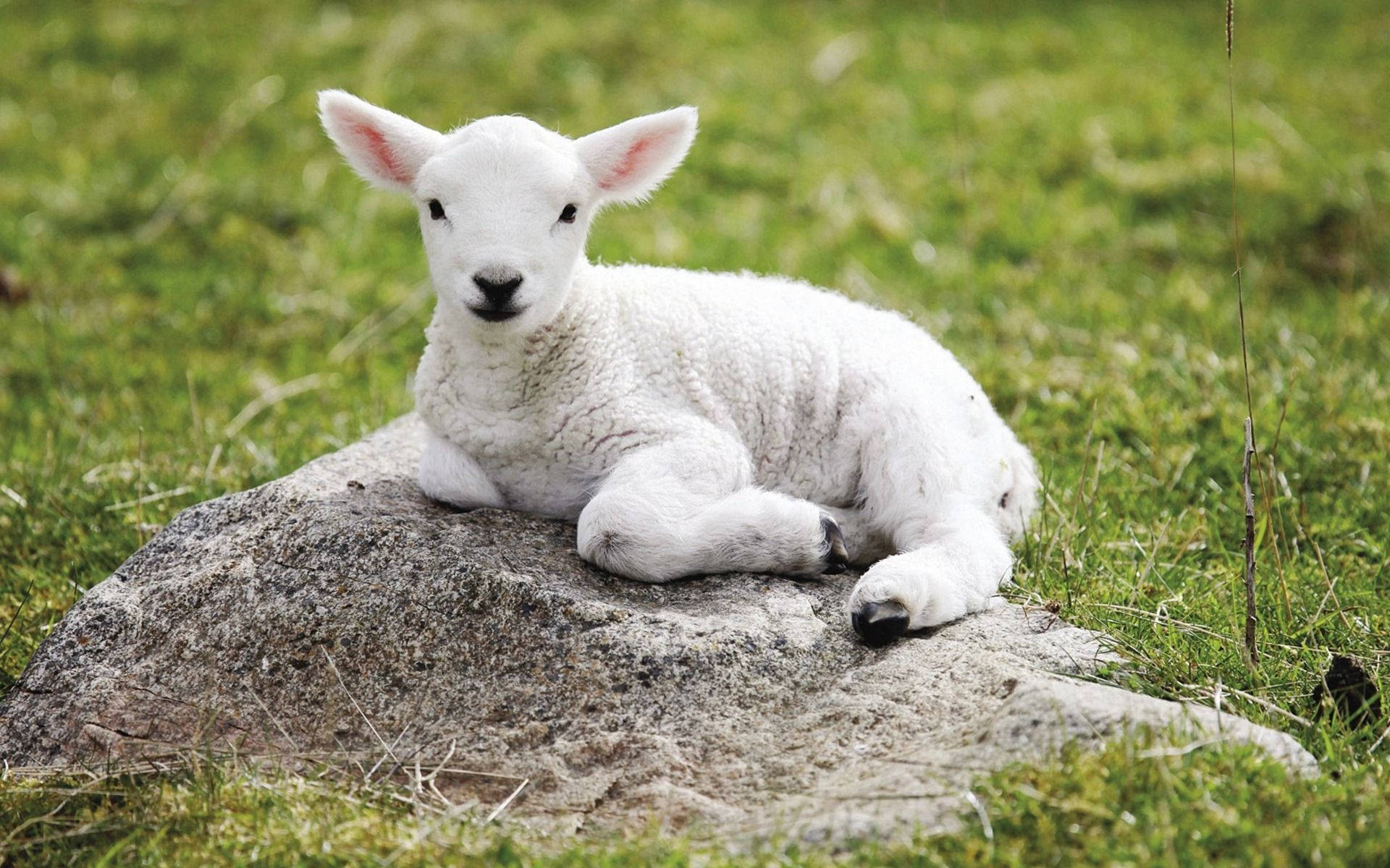 Lamb On Gray Rock In Grass Field Wallpaper
