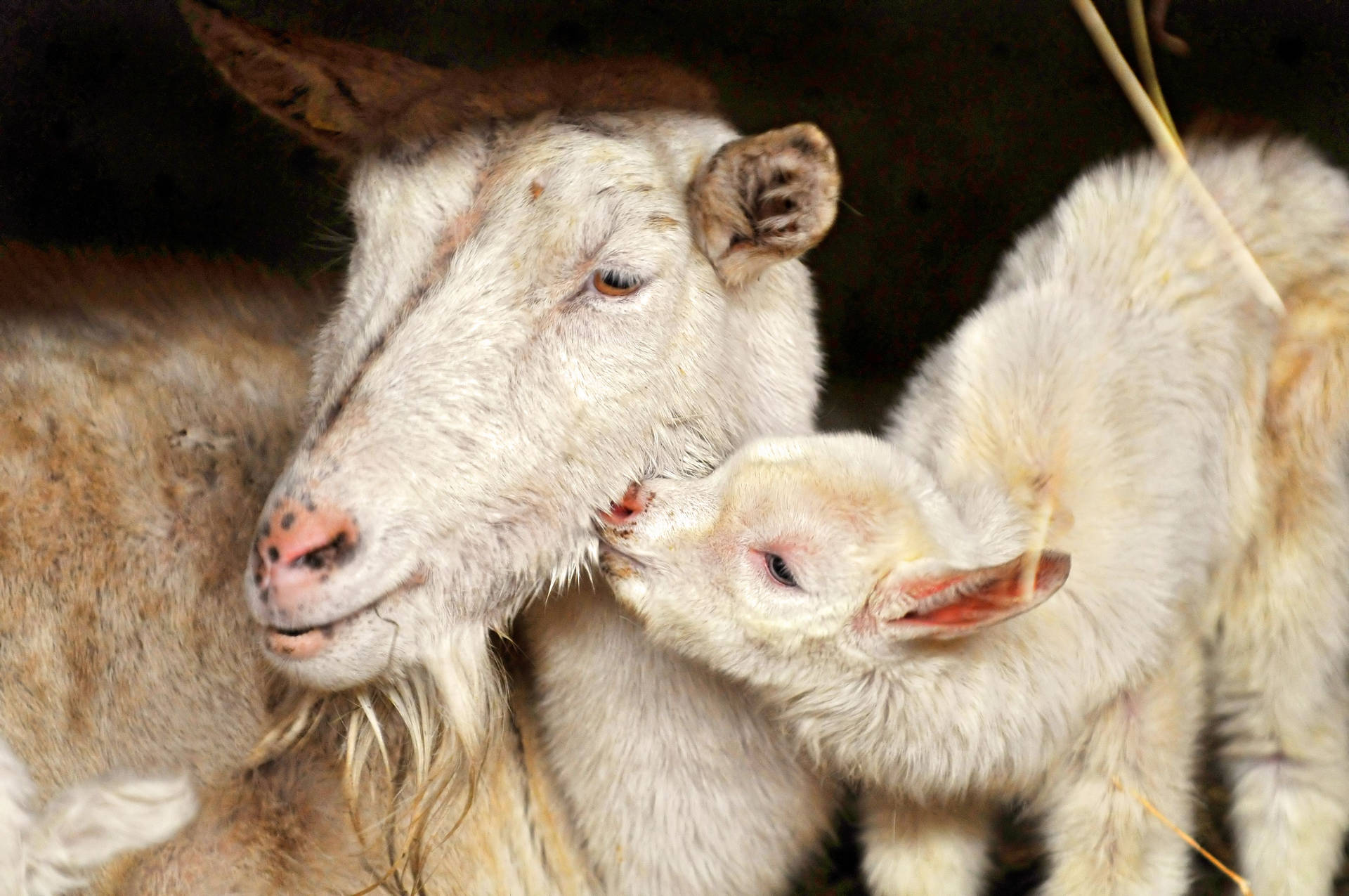 Lamb Sniffing Adult Sheep Wallpaper