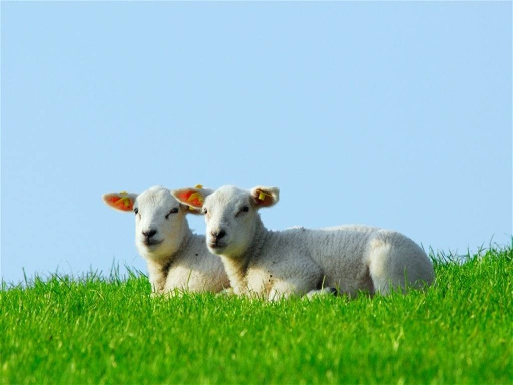 Lamb Hvid Æstetisk Par På Græs Blå Himmel Wallpaper