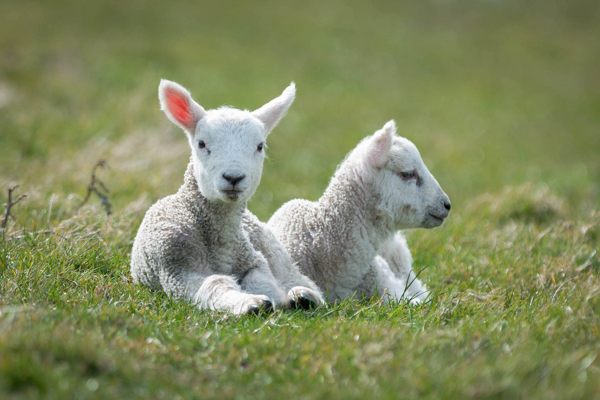 Lamb White Pair On Grass Field Wallpaper