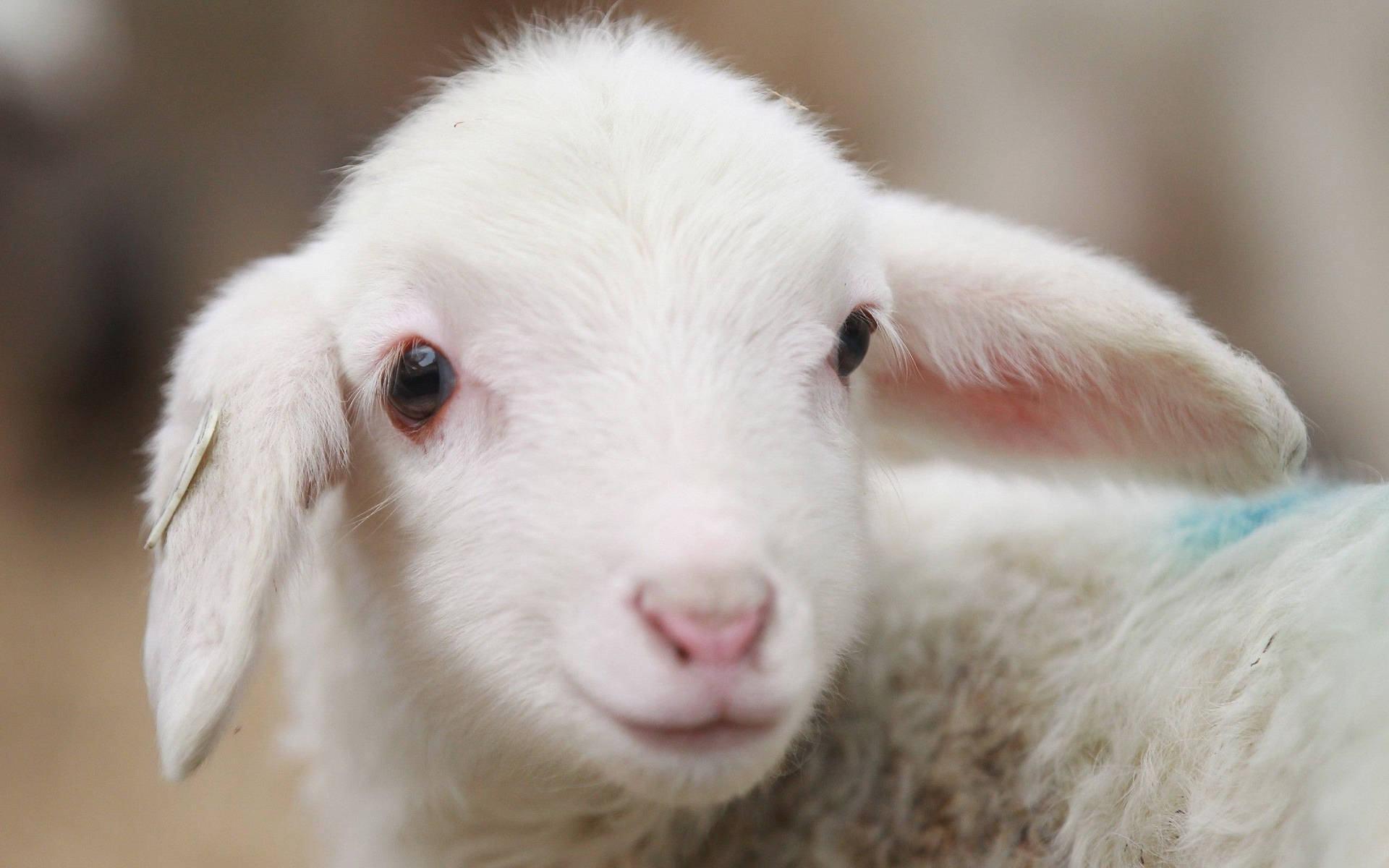 Lamb With Smile Cute Aesthetic Close-Up Wallpaper
