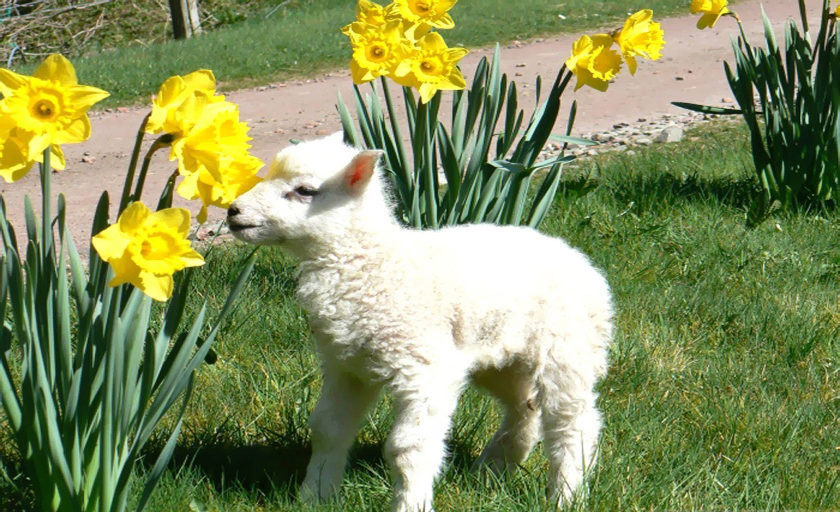 Adorable Lamb Amidst Vibrant Yellow Flowers Wallpaper