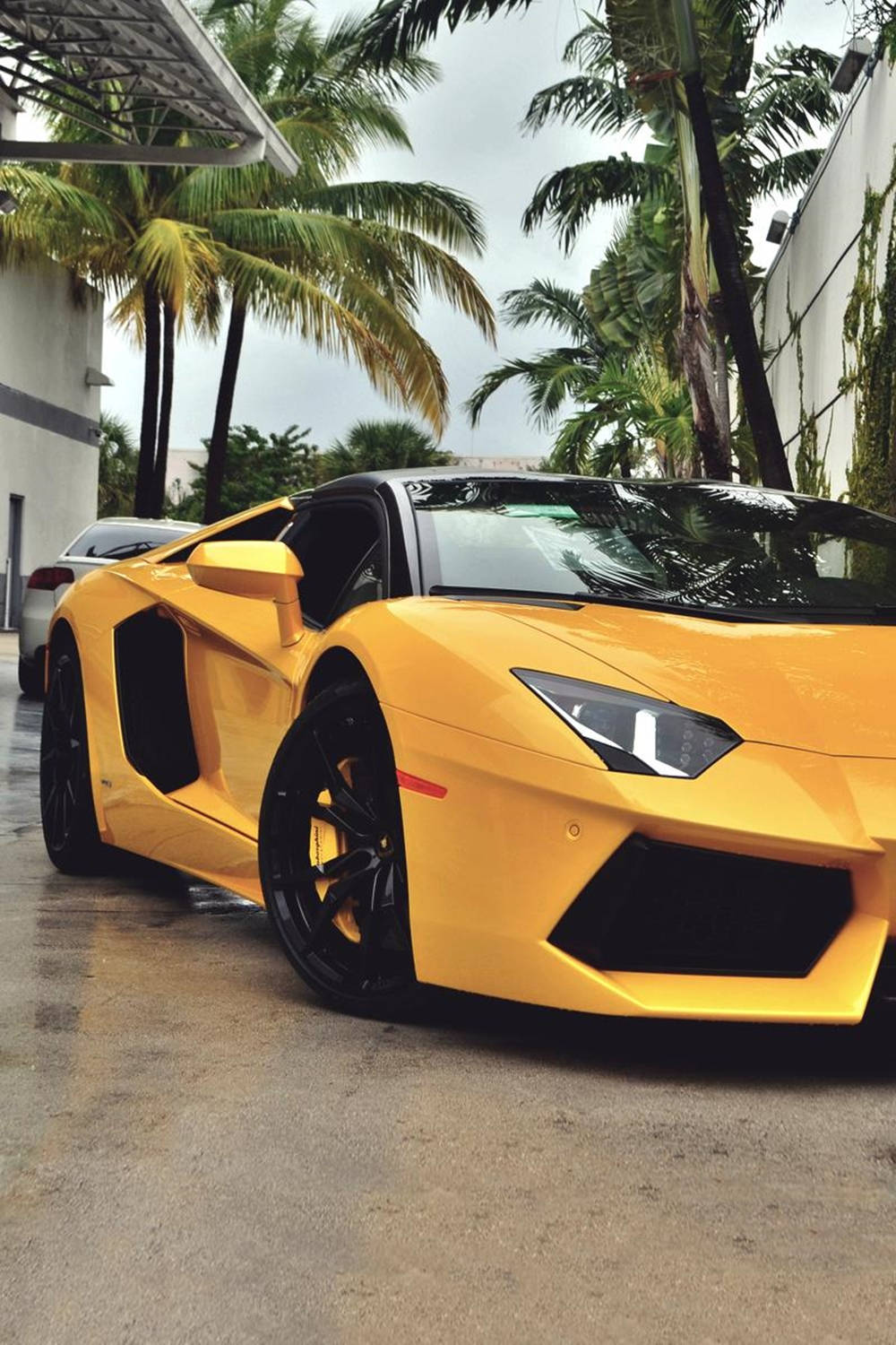 Lamborghiniiphone Gelb Ästhetisches Palmenbild Wallpaper