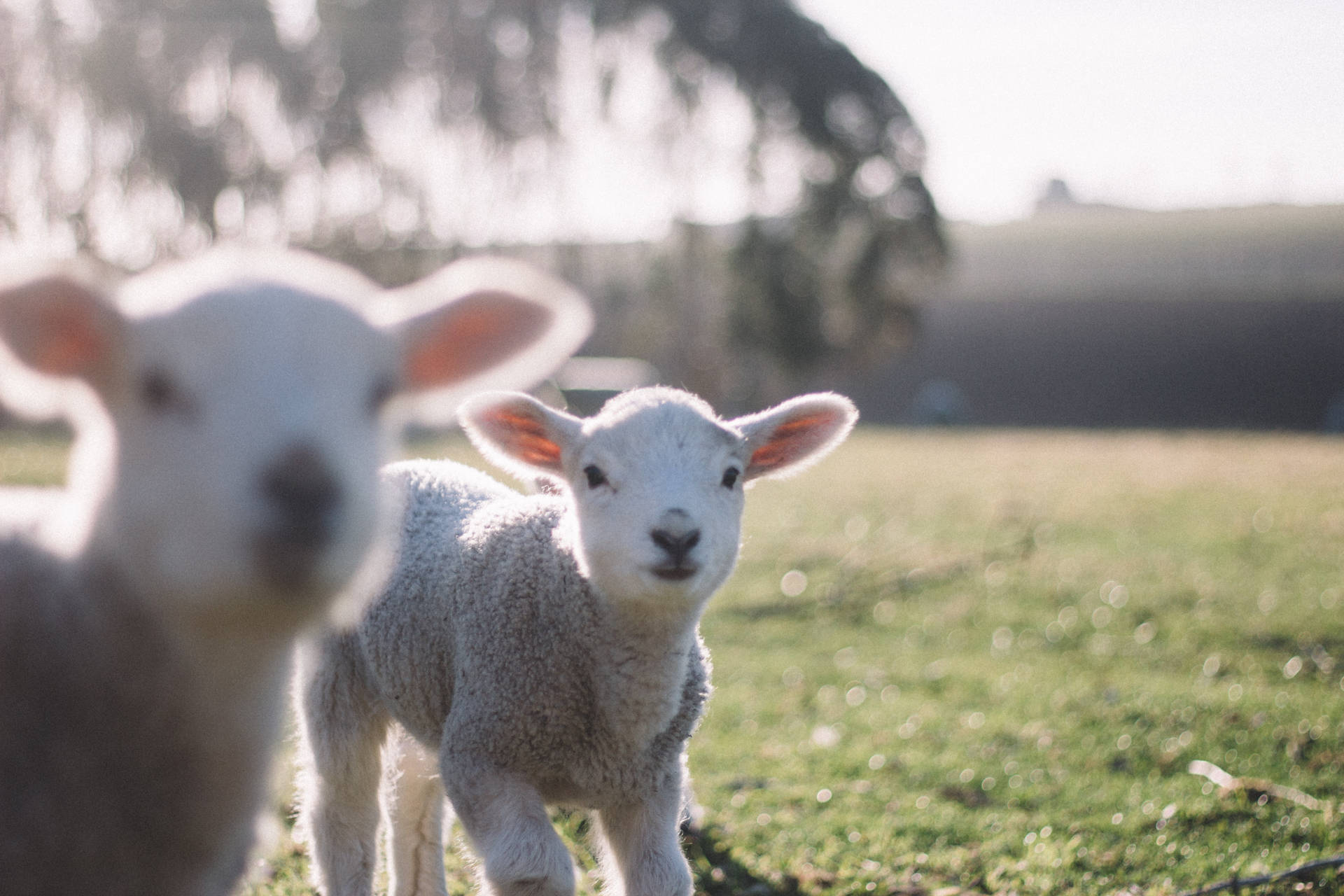 Lambs On Full 4K Desktop Wallpaper