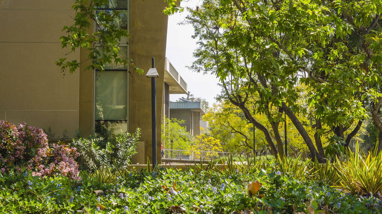 Lámparaen El Jardín De Caltech Fondo de pantalla