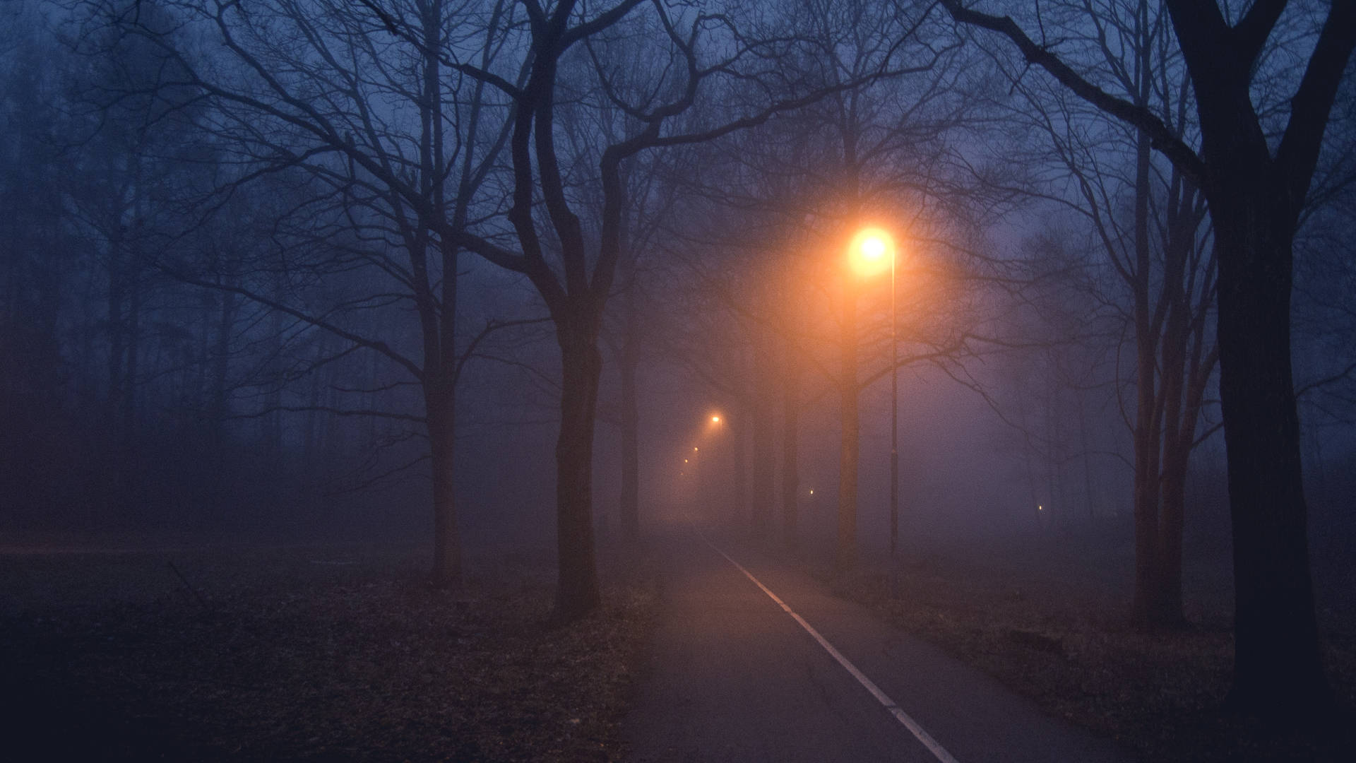 Postesde Luz En Un Bosque Neblinoso. Fondo de pantalla