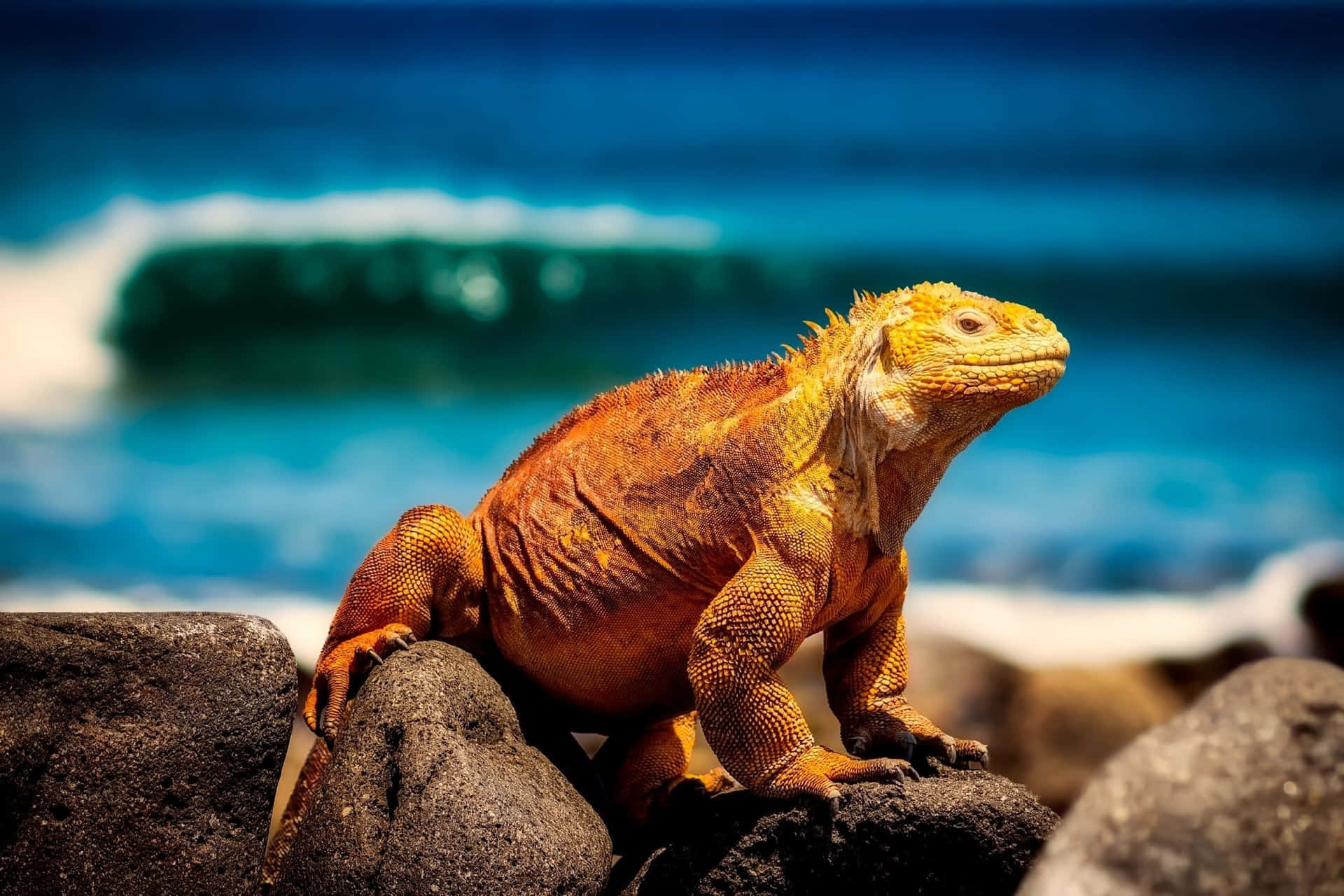 Land Iguana Sunbathing Galapagos Wallpaper