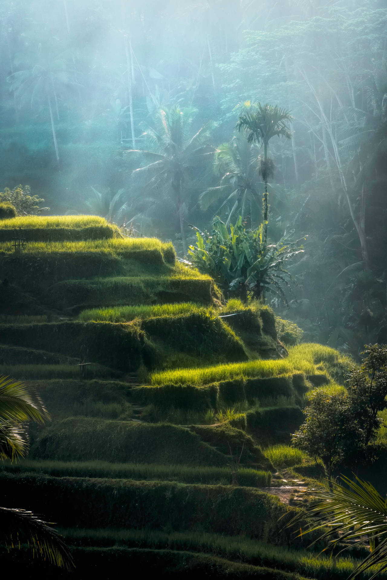 Land Terraces In Rainforest Wallpaper