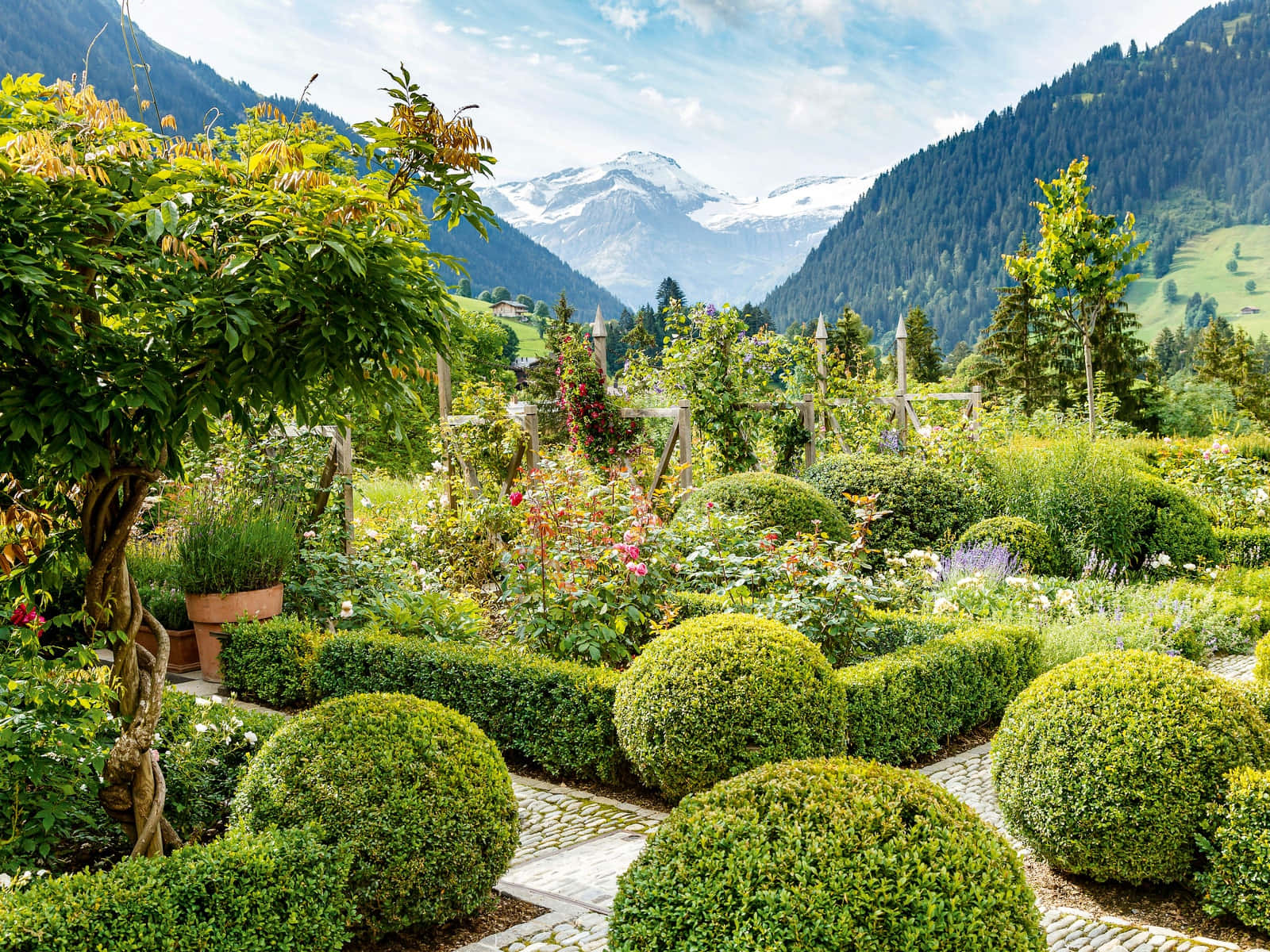 Serene backyard oasis with lush greenery in landscape design