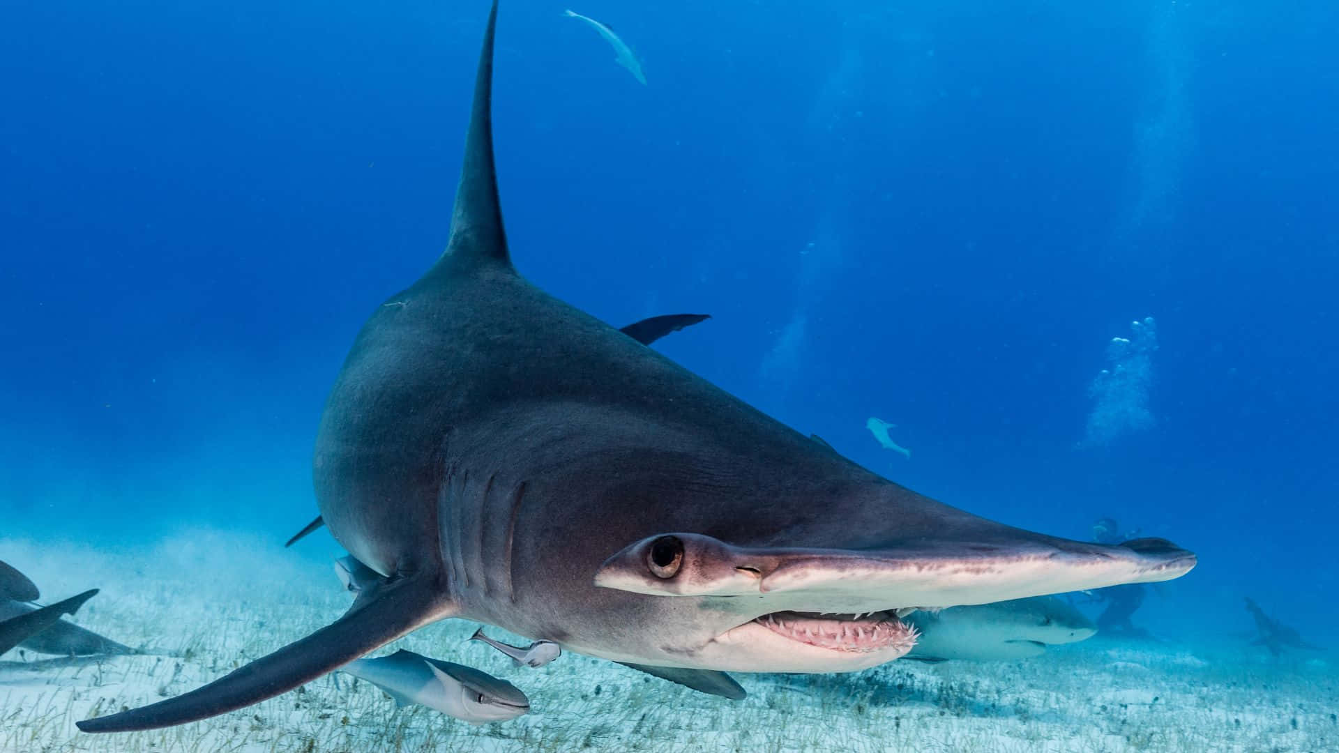 Landskab Skræmmende Sort Shark Dybt i Havet Wallpaper