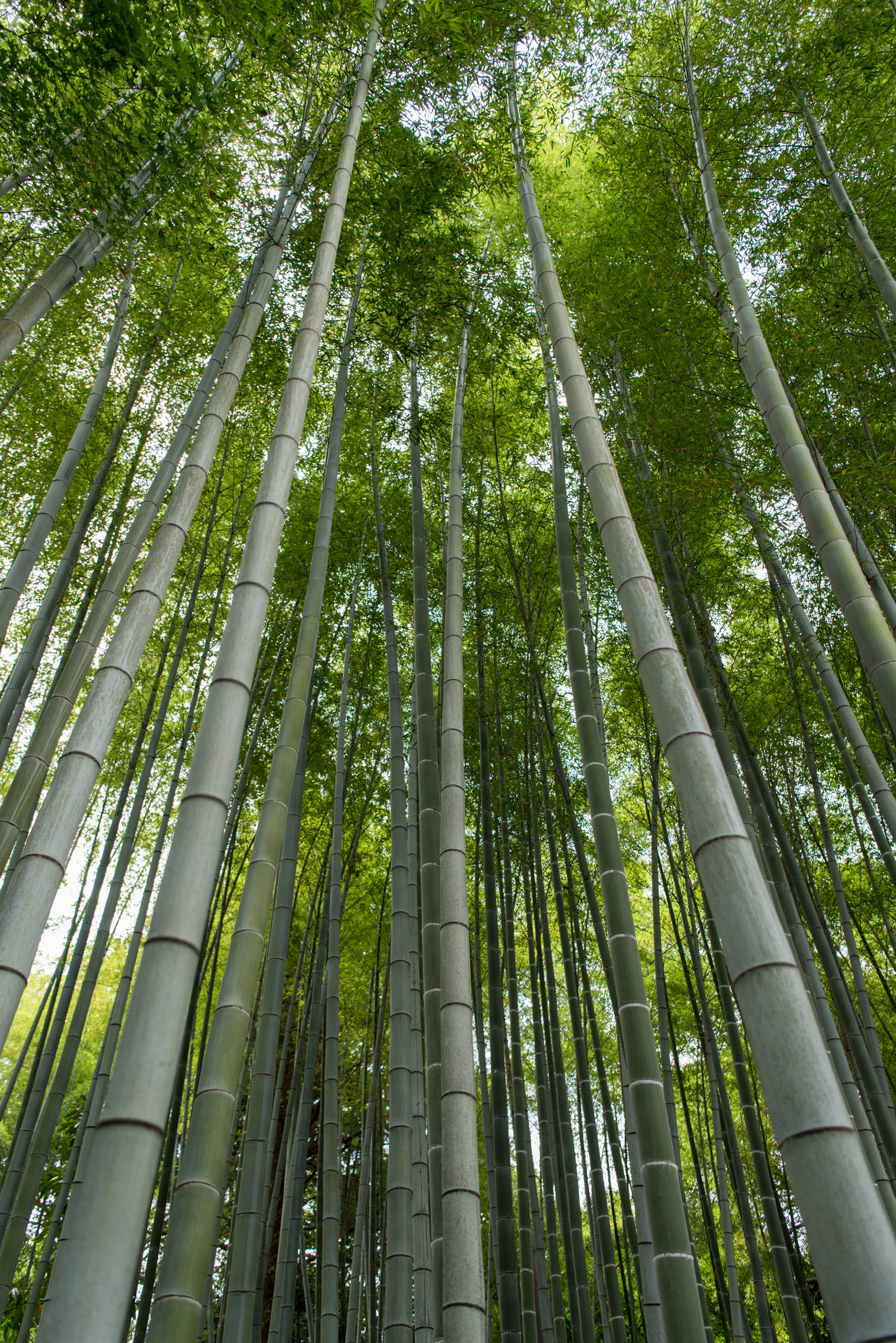 Lange Bambusplanter Wallpaper
