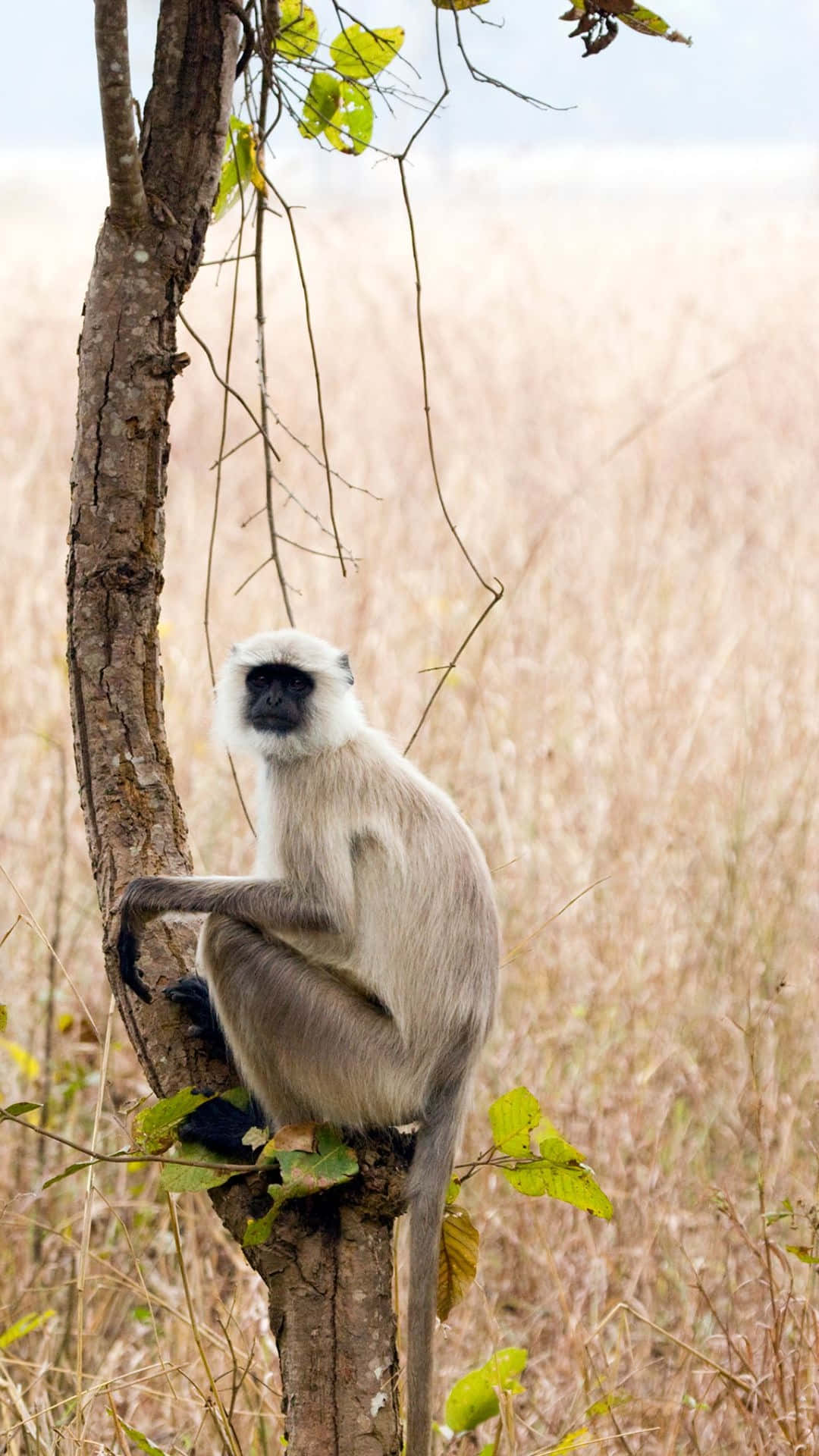 Langur_ Monkey_ Perched_ In_ Nature Wallpaper