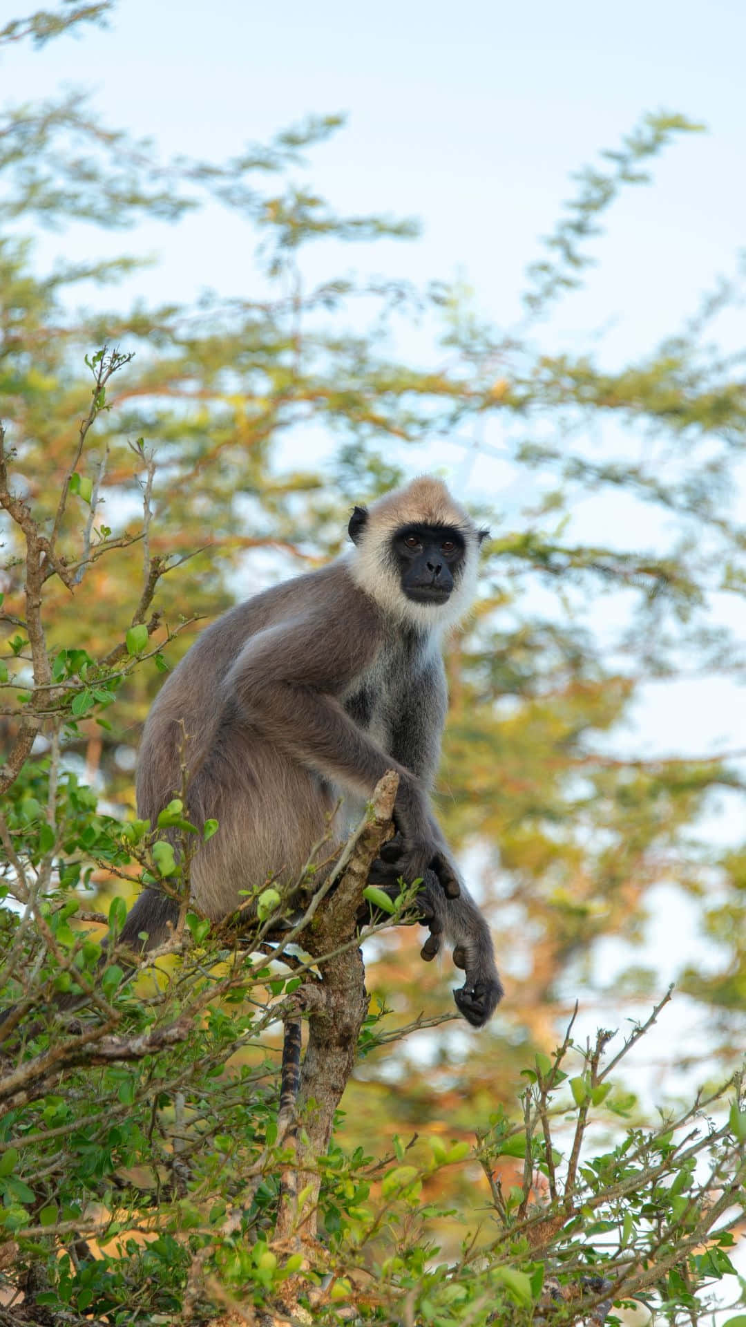Langur Monkey Perchedin Tree Wallpaper