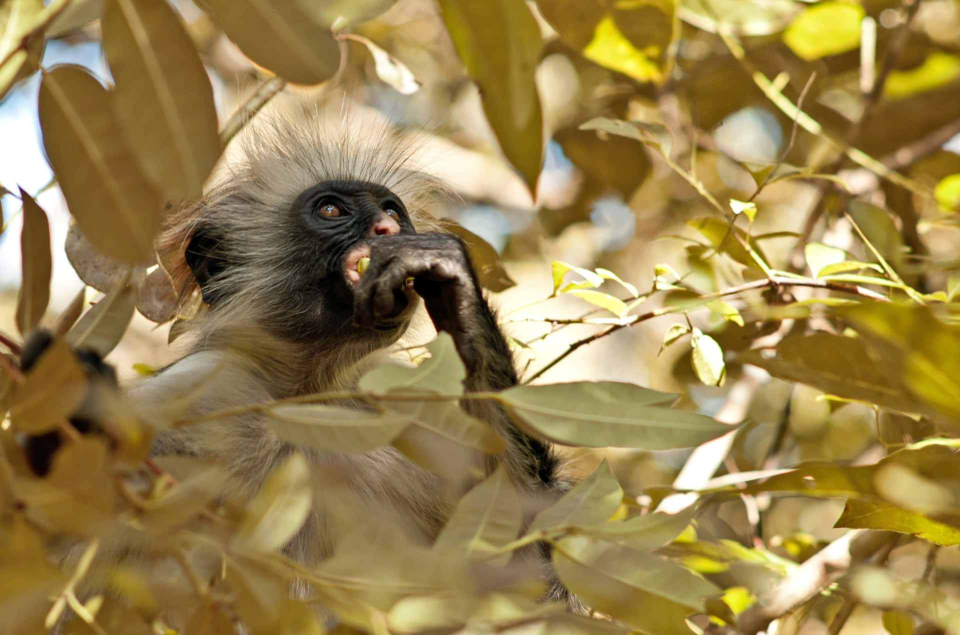 Langur Monkeyin Foliage.jpg Wallpaper