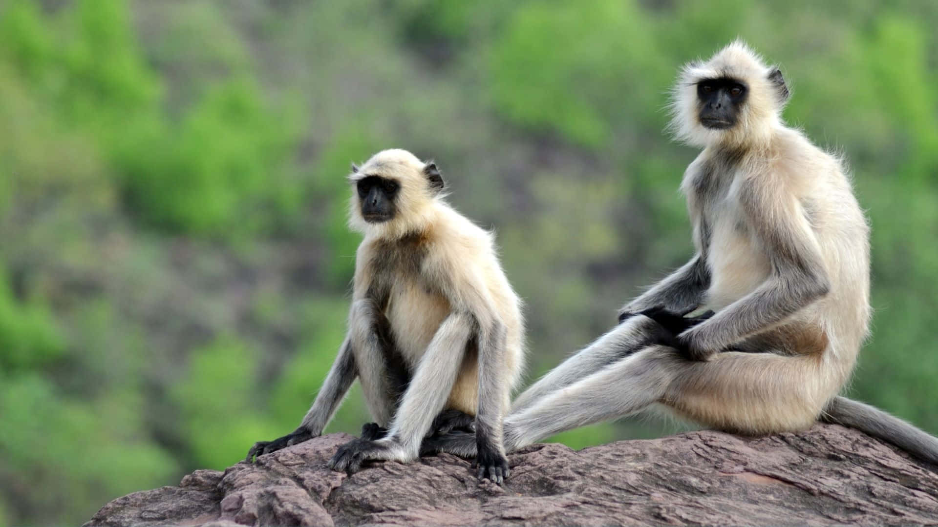 Langurs_ Perched_on_ Rock_ Outlook Wallpaper