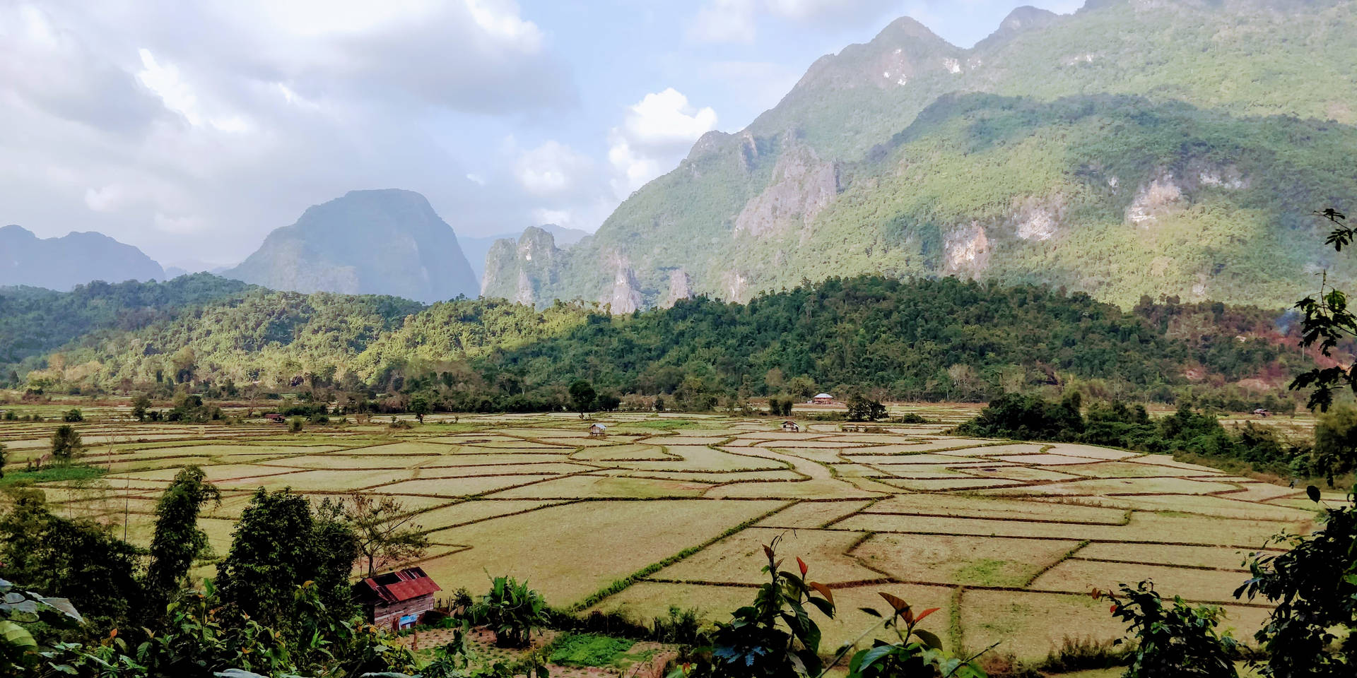 Laos Vientiane Rice Field