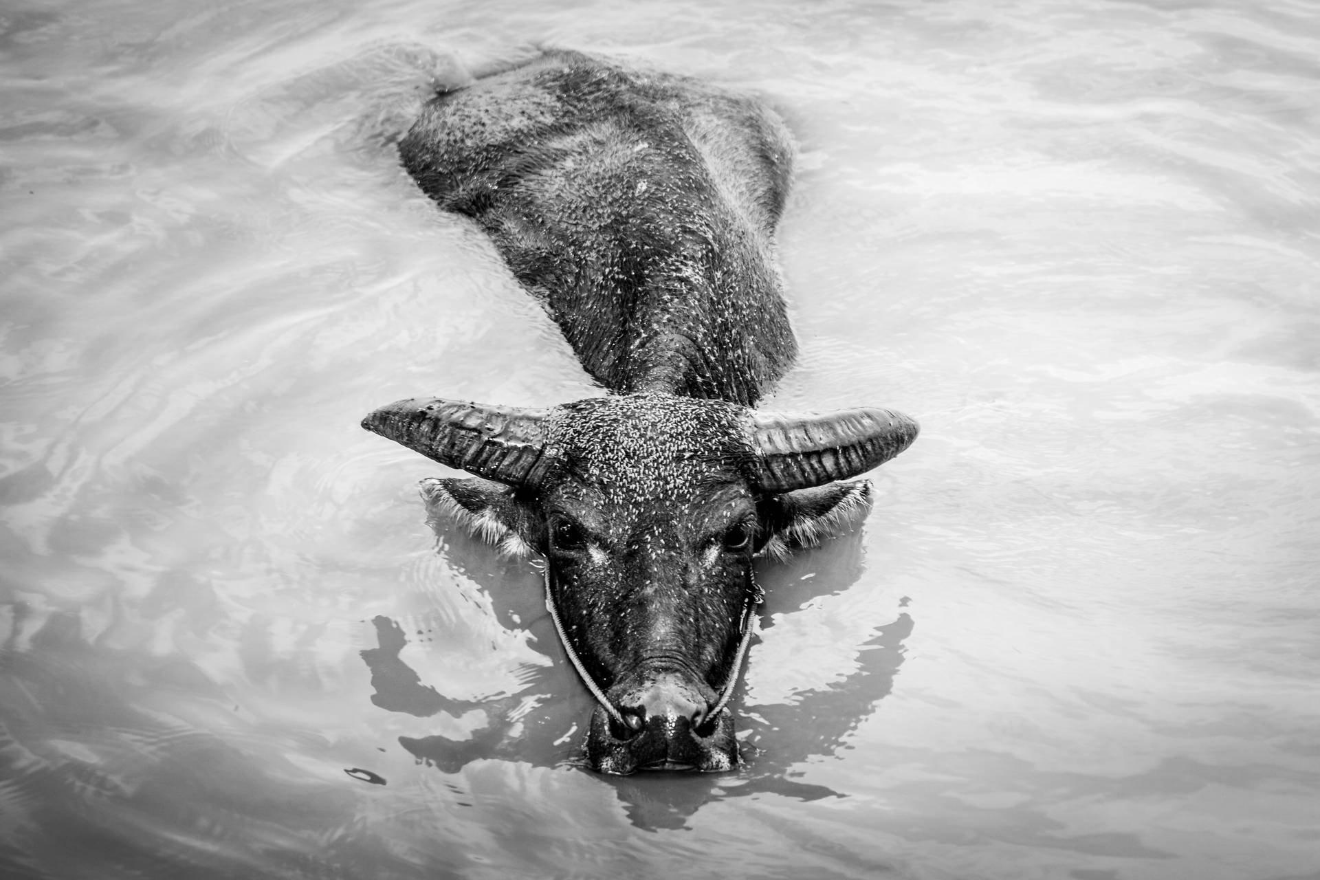 Laos Water Buffalo