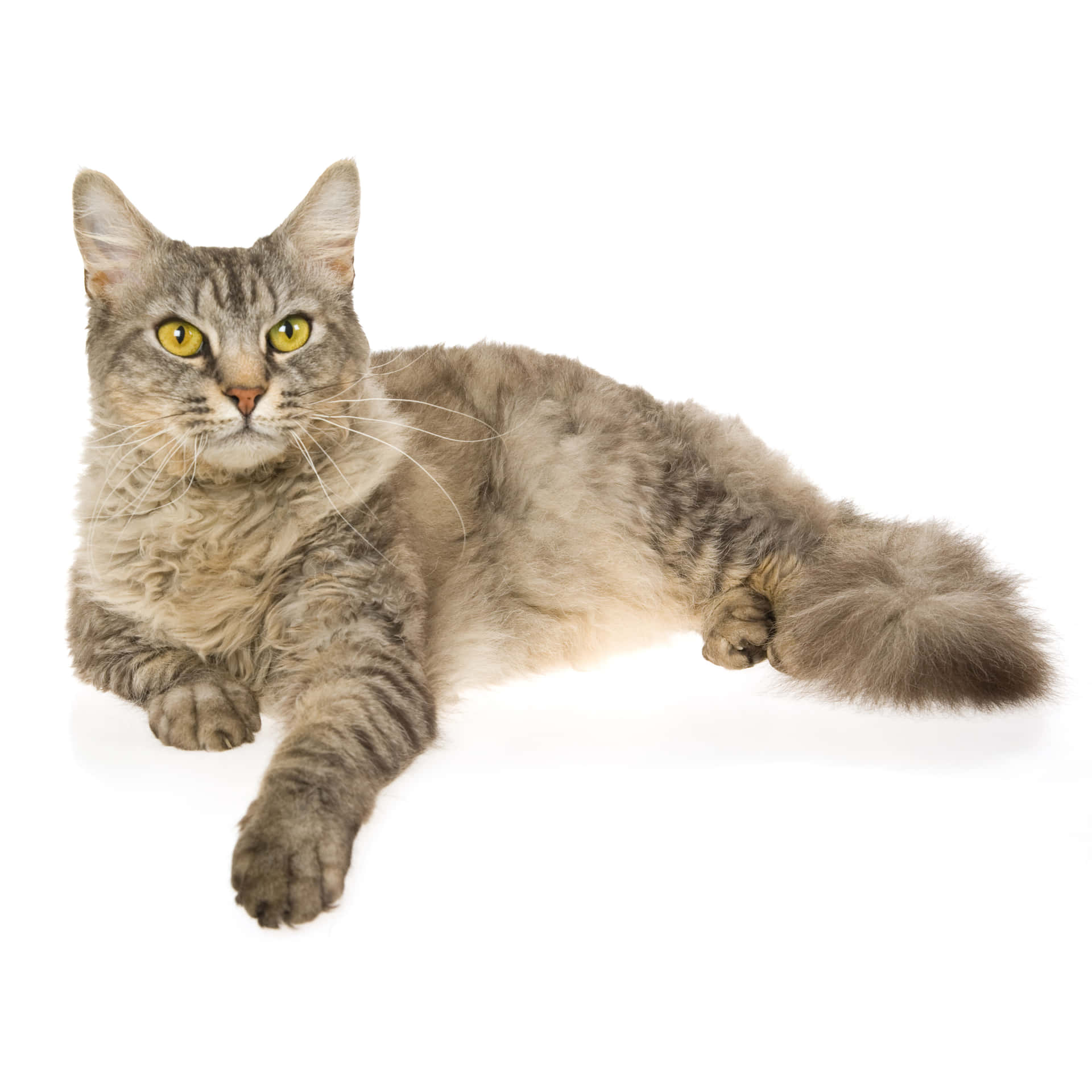A Laperm cat with a curly coat relaxing on a cozy surface Wallpaper